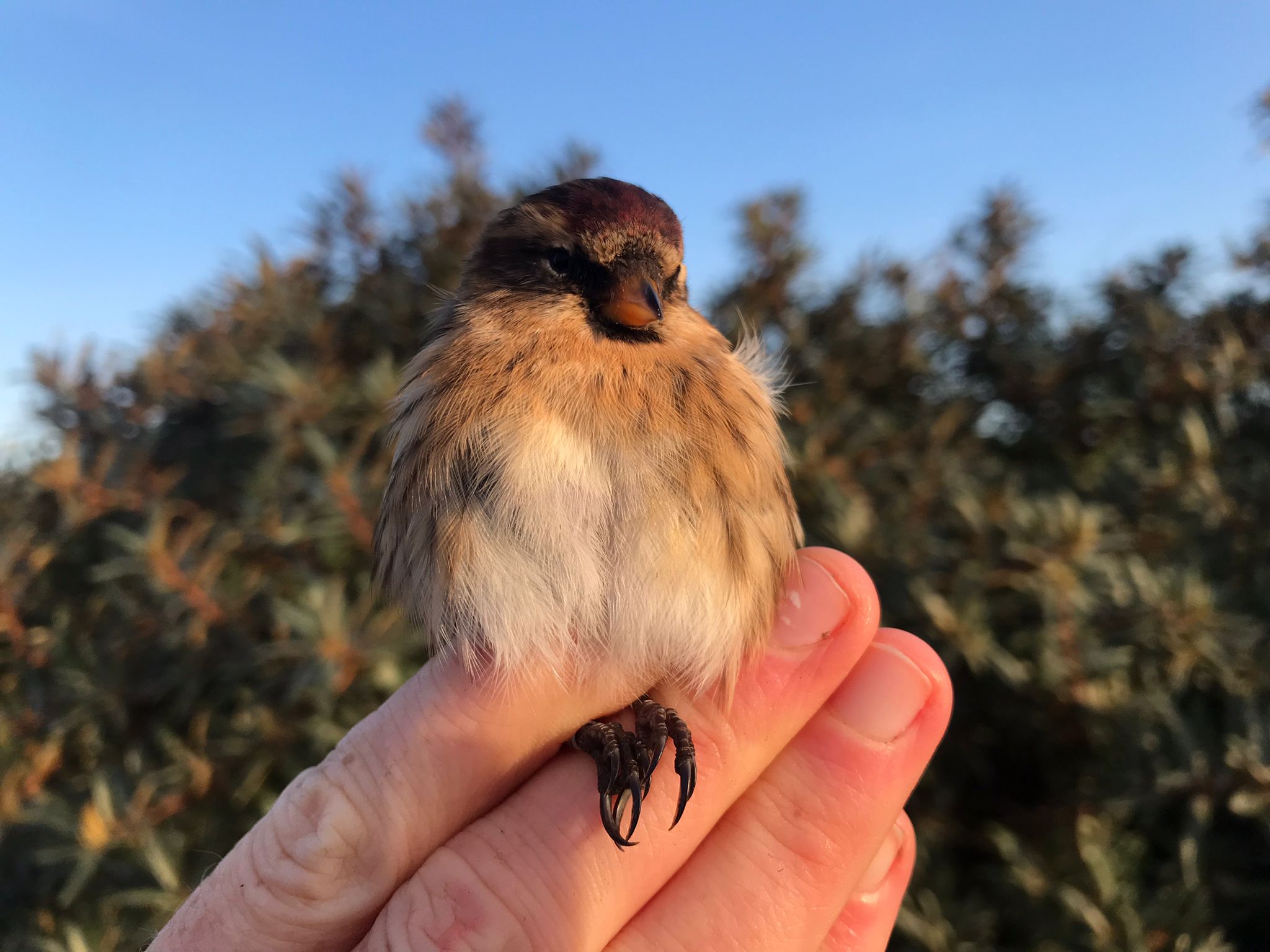 17.09.23 Lesser redpoll