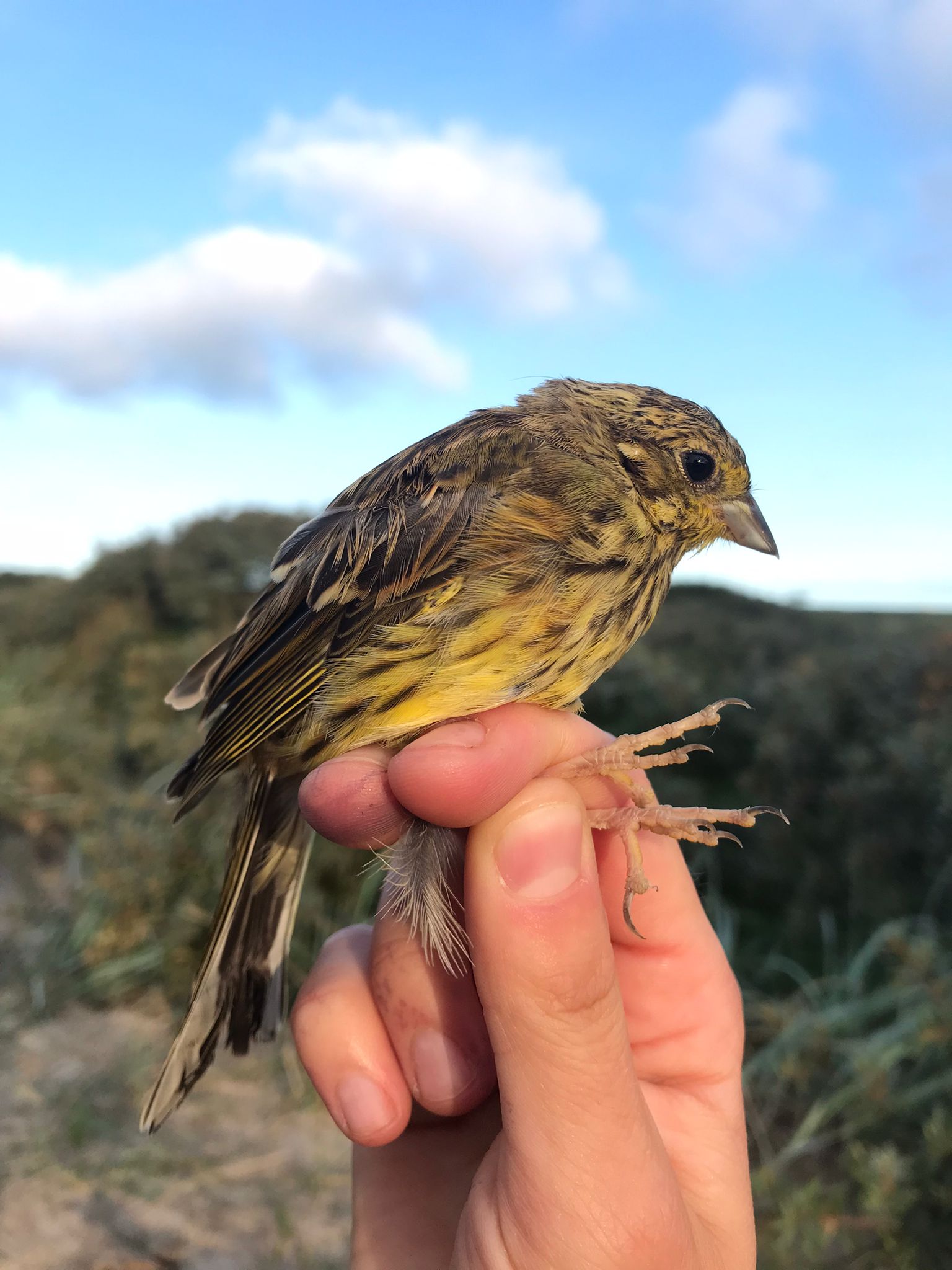 17.09.23 Yellowhammer