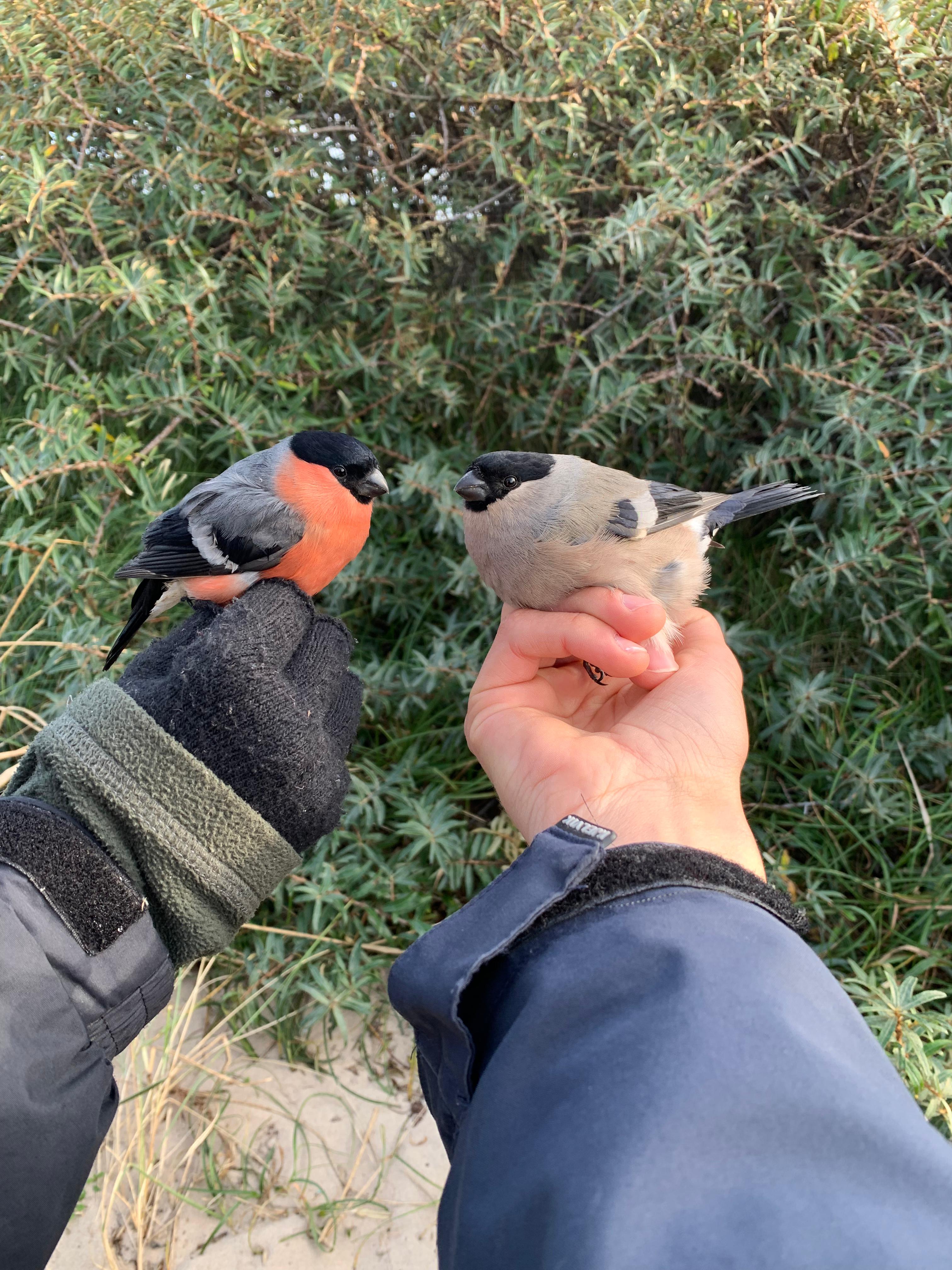 17.10.23 Bullfinches