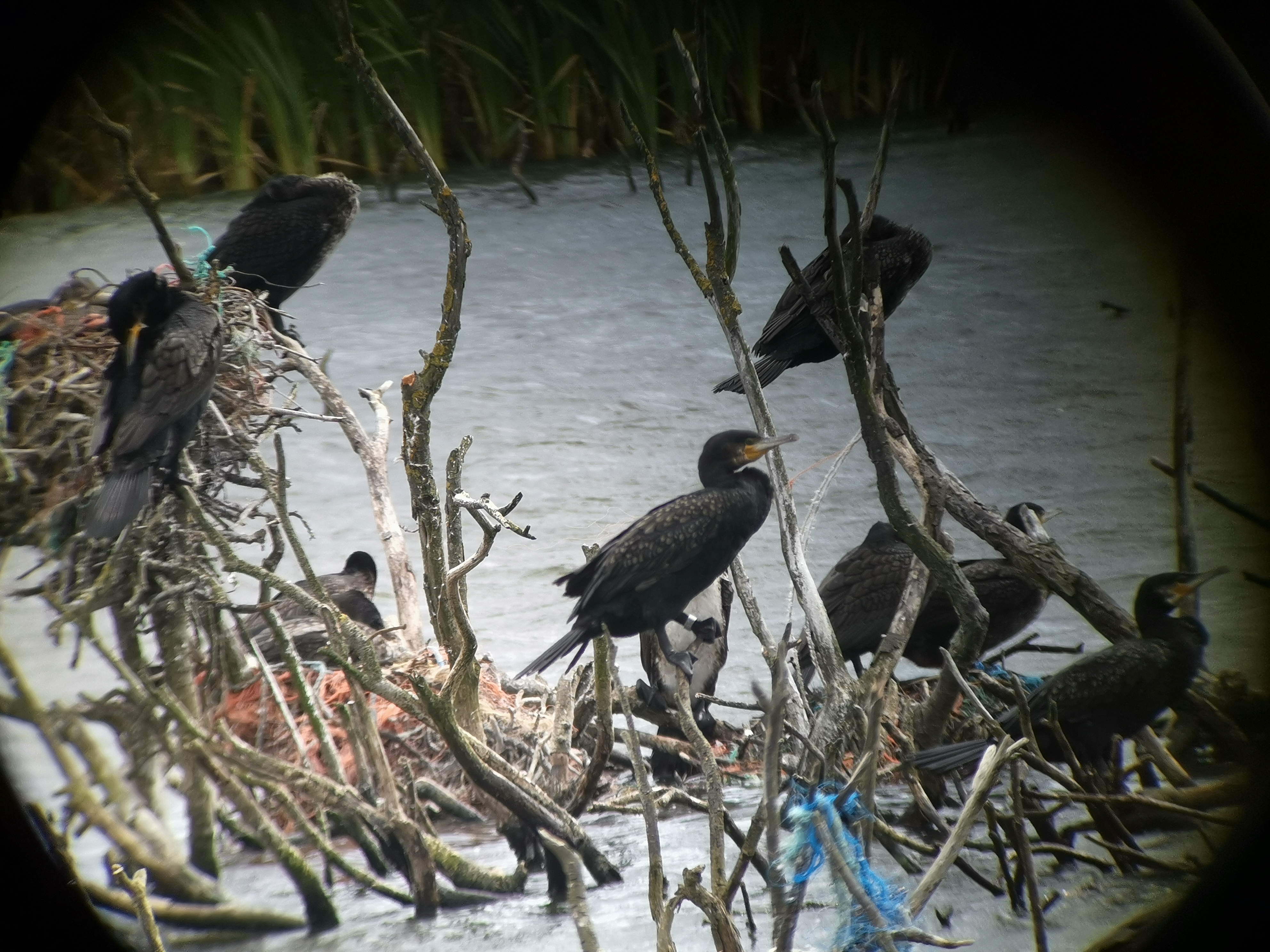 Ringed cormorant