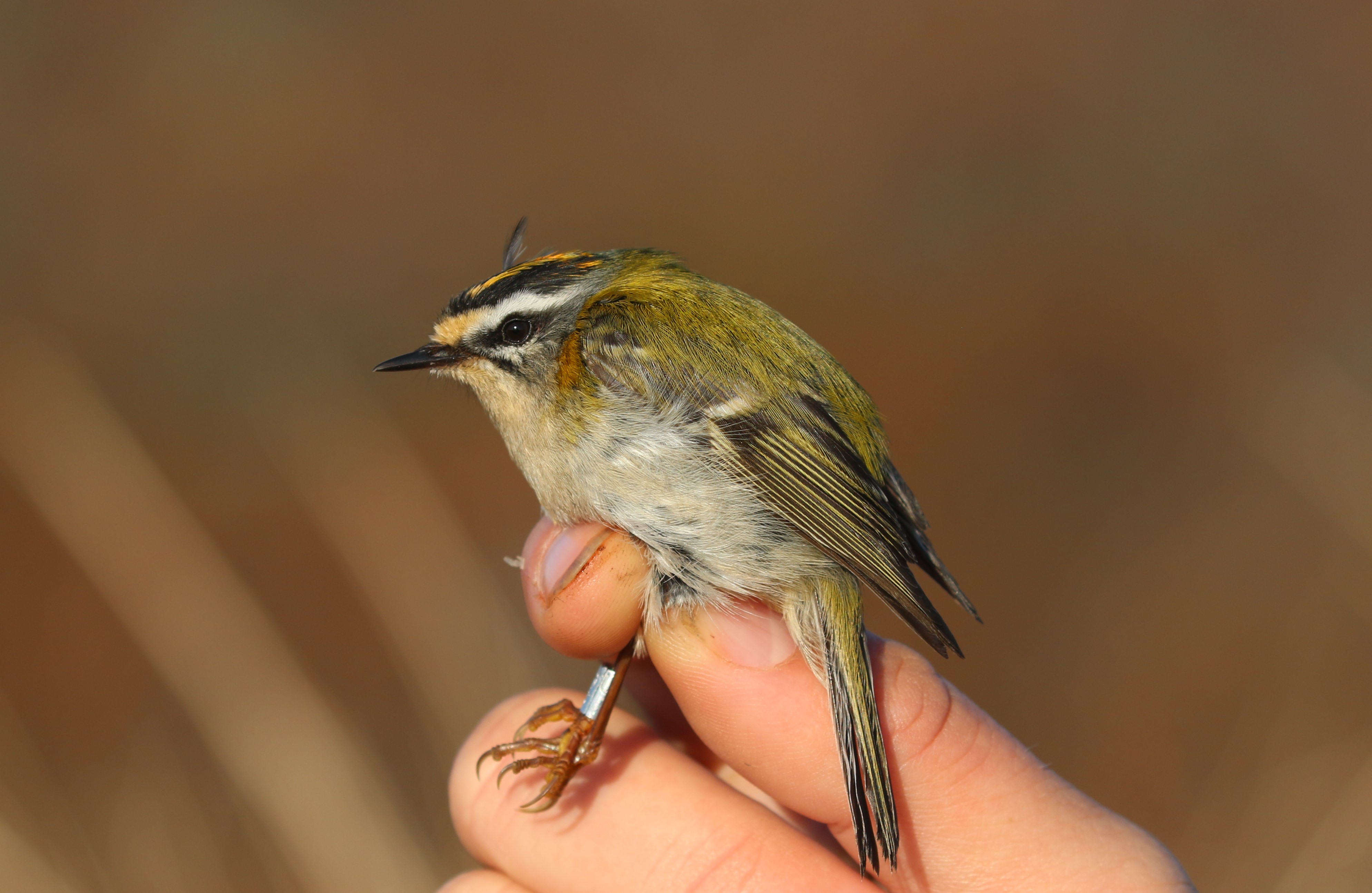 17th April Firecrest