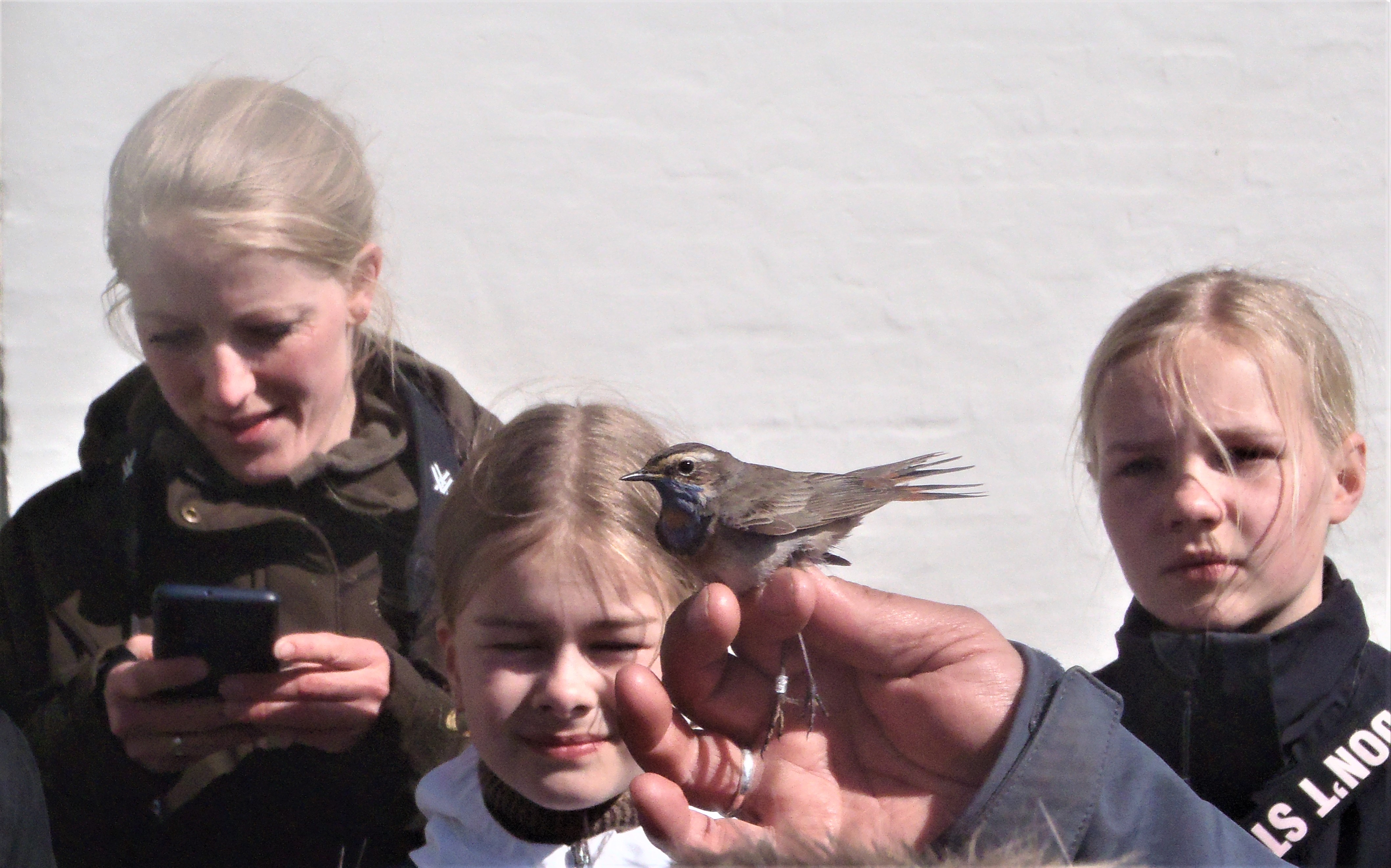 17th May Bluethroat