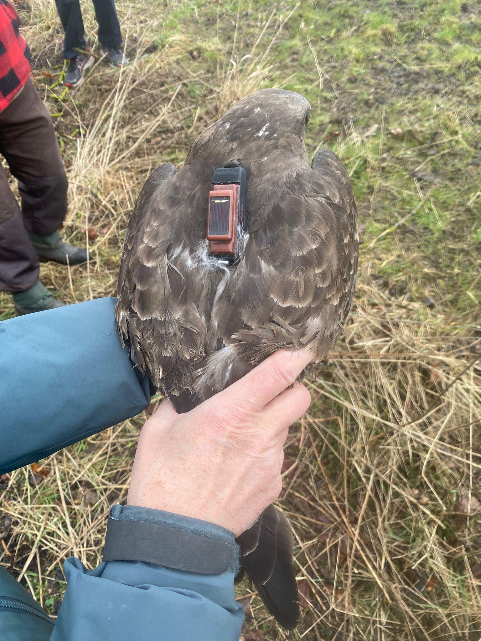 18th March tagged buzzard