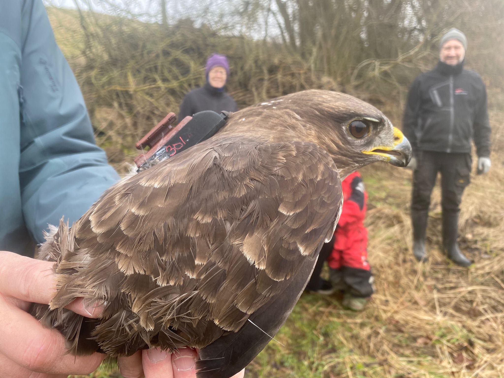 18th March tagged buzzard 2