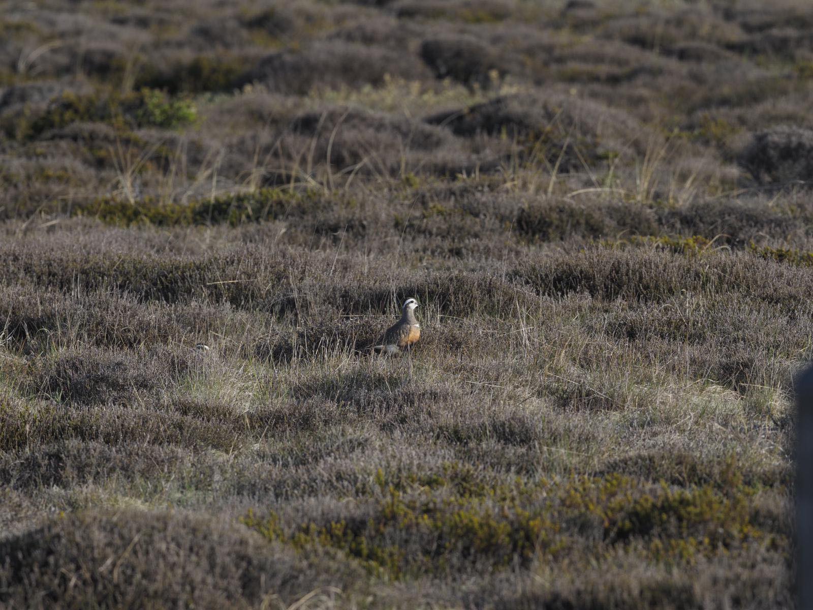 18th May Dotterel