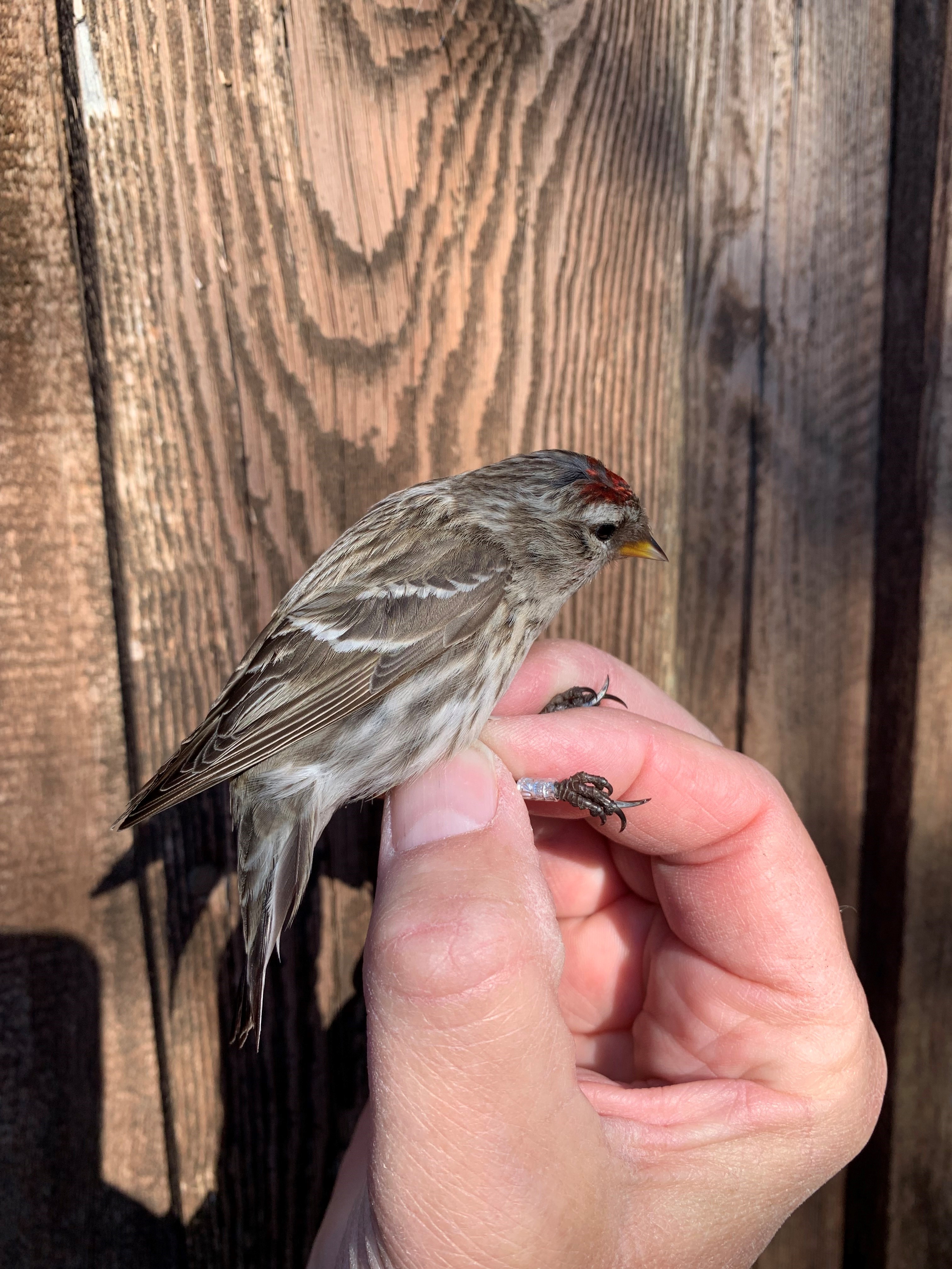 19th April Redpoll