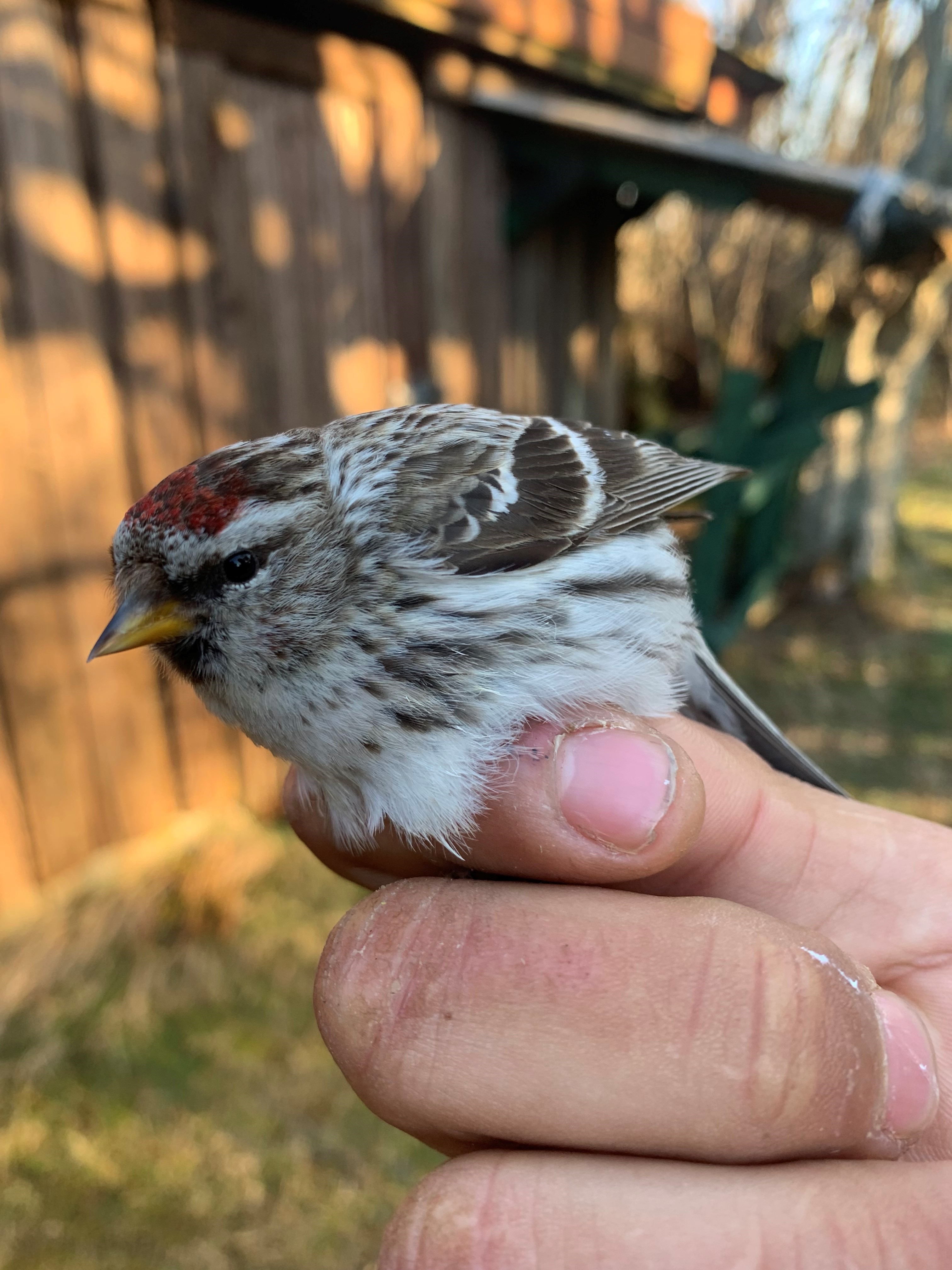 19th April Redpoll 2