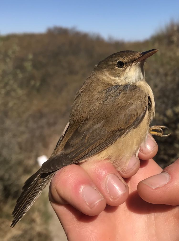 19th June Reed Warbler