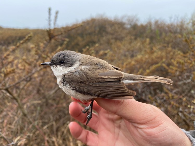 1st May Lesser Whitethroat