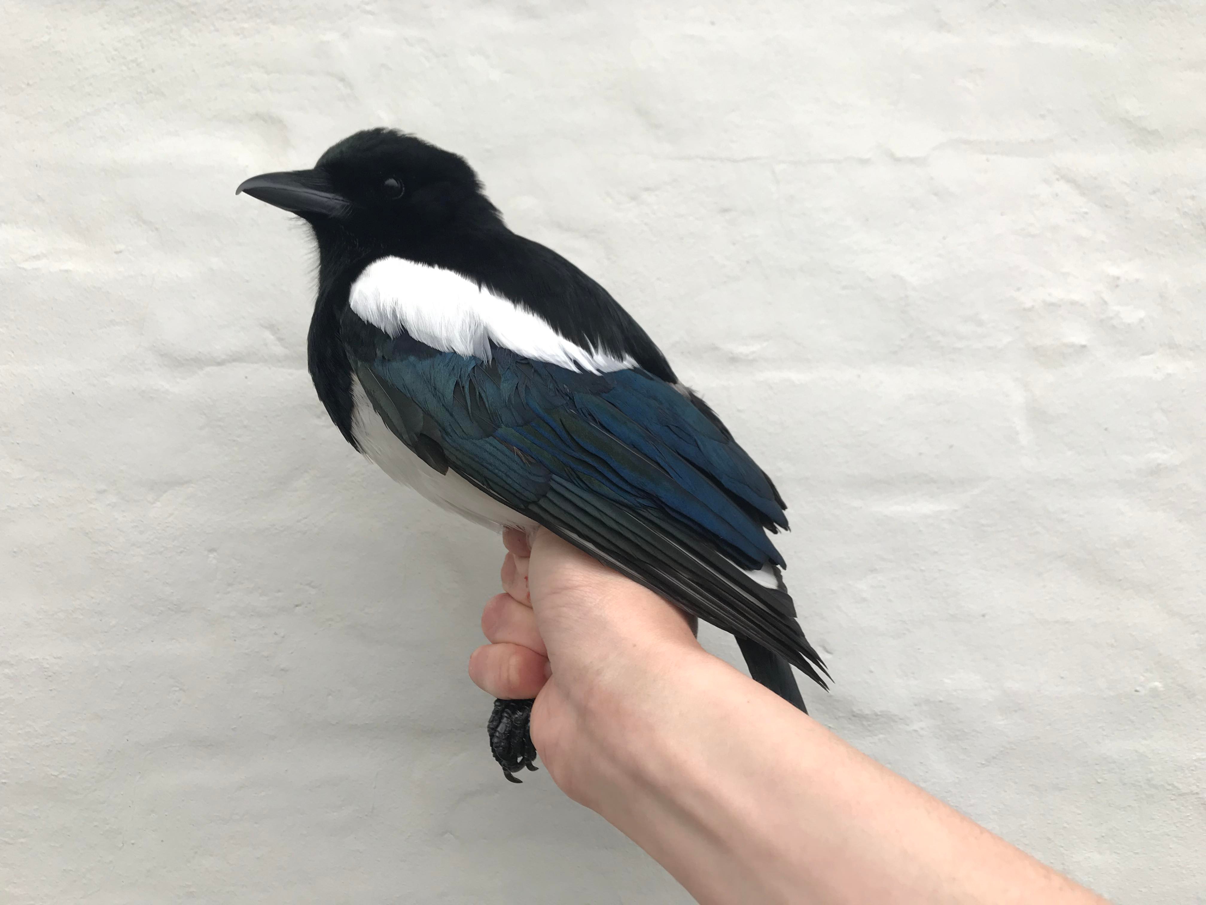 1st May Magpie 2