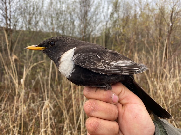 1st May Ring Ouzel