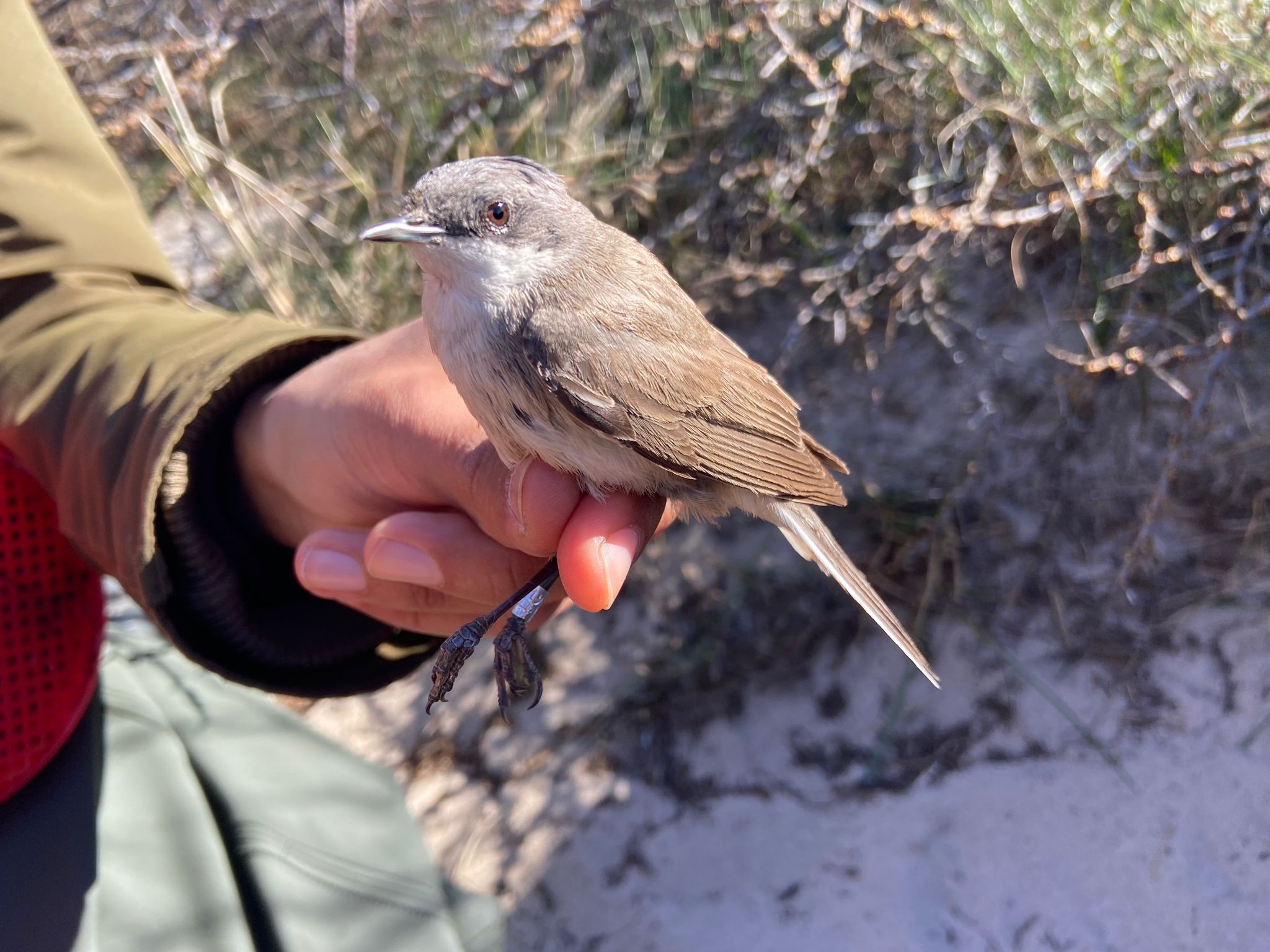 20.04.24 Lesser Whitethroat