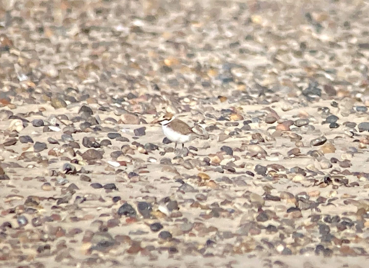 20220408_Kentish_Plover_Hans_Christophersen.jpg