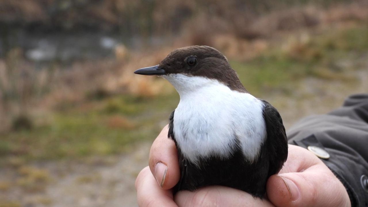 2026 03 07 CuteDipper