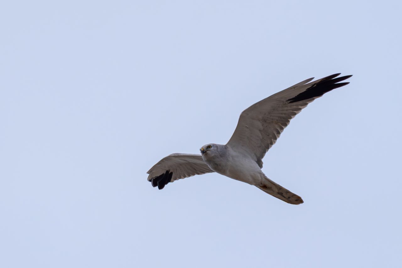 2026 04 12 Rovfåglar 1