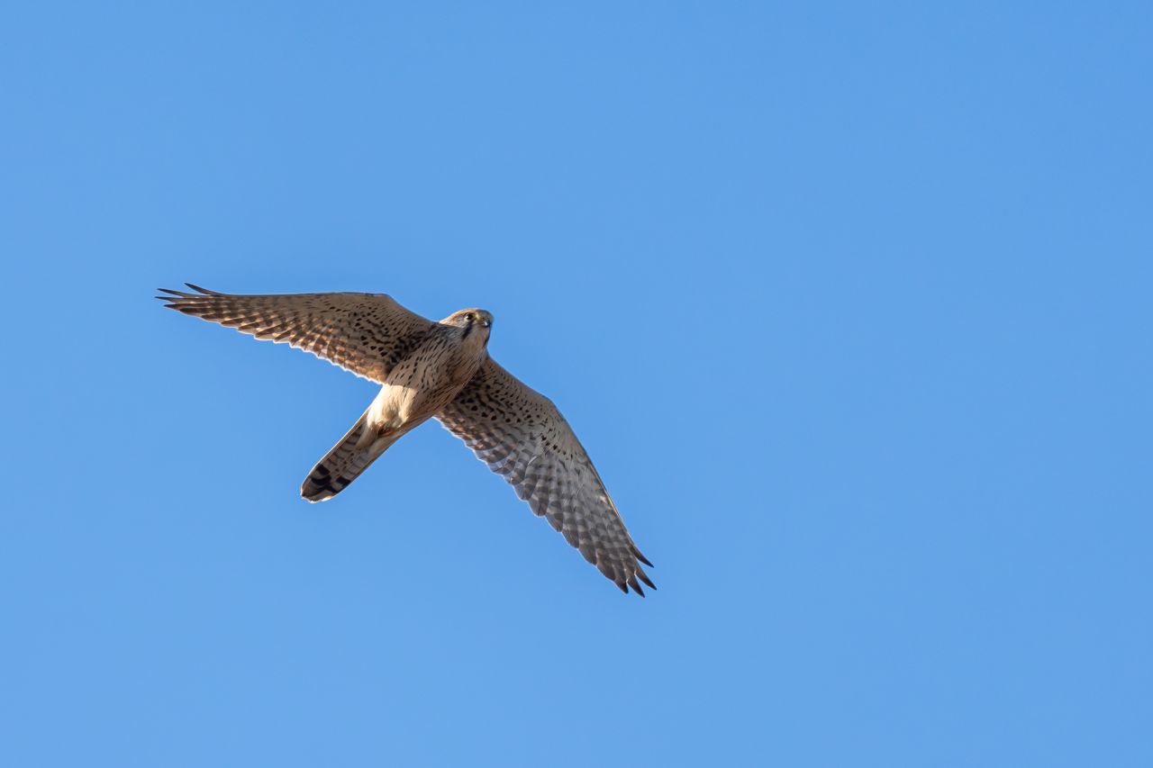 2026 04 12 Rovfåglar 2