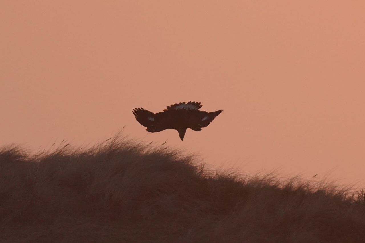 2026 04 12 kungsörn 1