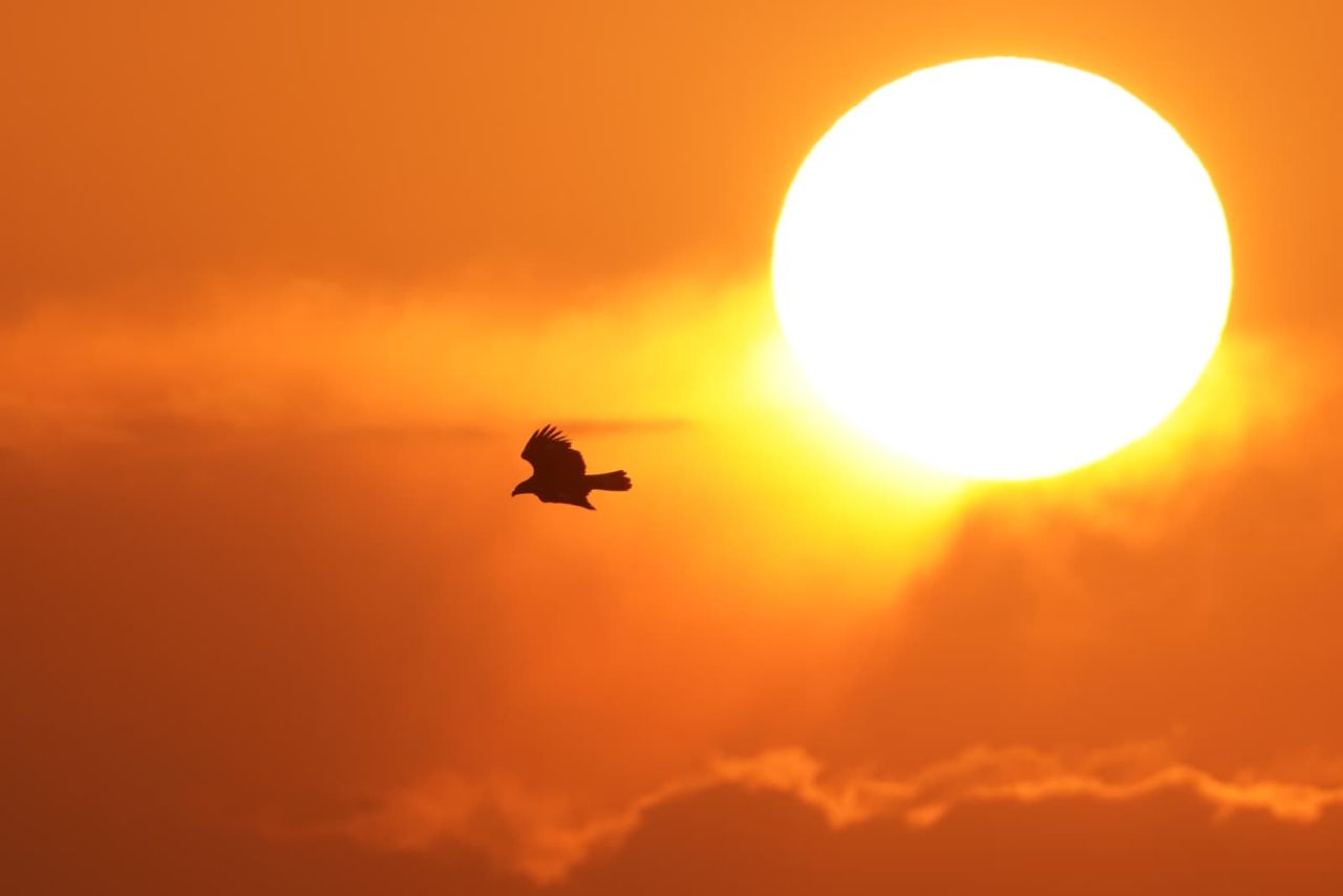 2026 04 12 kungsörn 2