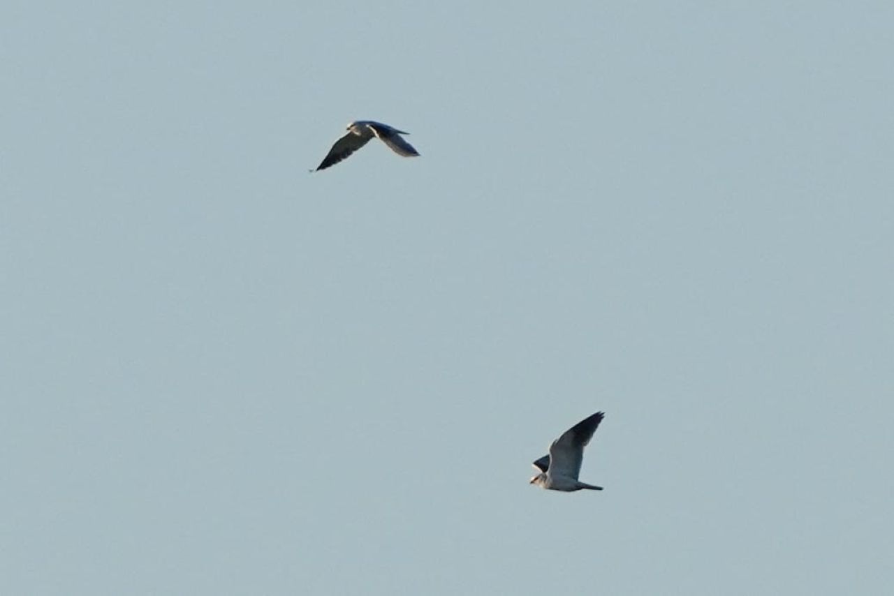 2026 04 24 Spotty Raptor Chaos 1