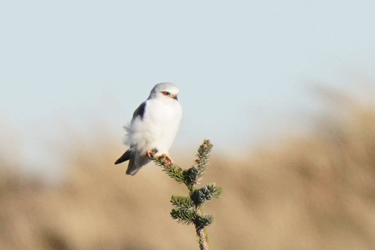 2026 04 24 Spotty Raptor Chaos 2