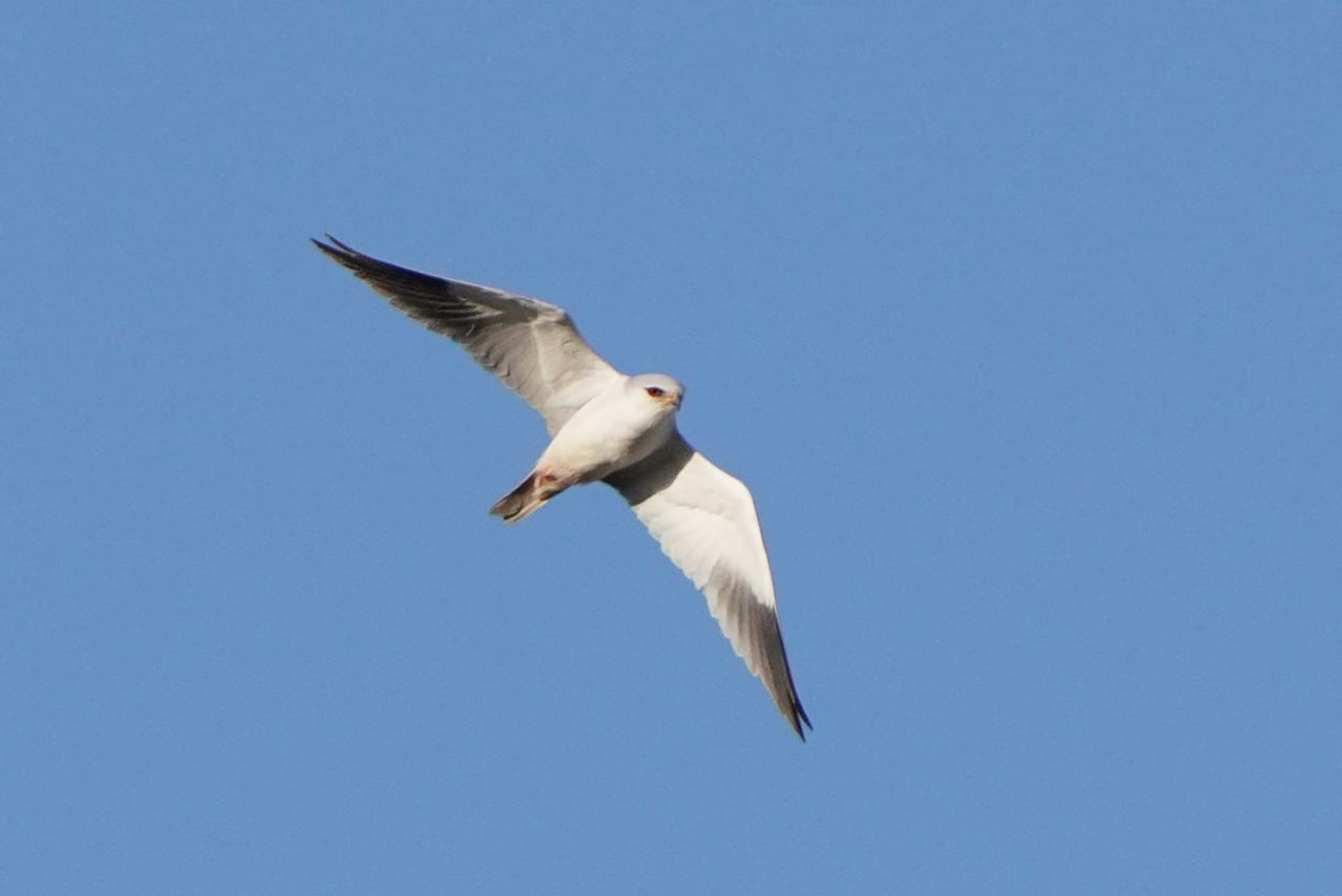 2026 04 24 Spotty Raptor Chaos 3