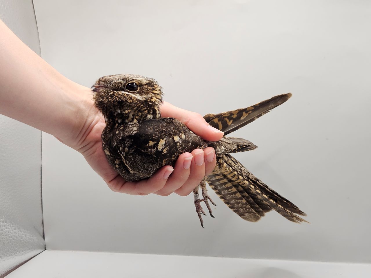 2026 06 20 Blog pictures Nightjar Sparrows and Swallow 2