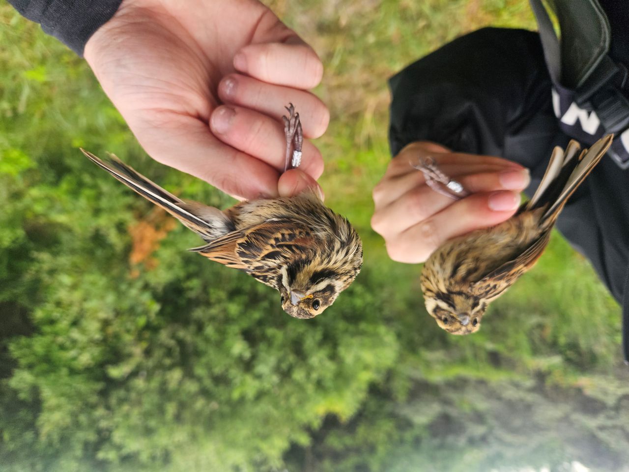 2026 06 20 Blog pictures Nightjar Sparrows and Swallow 3
