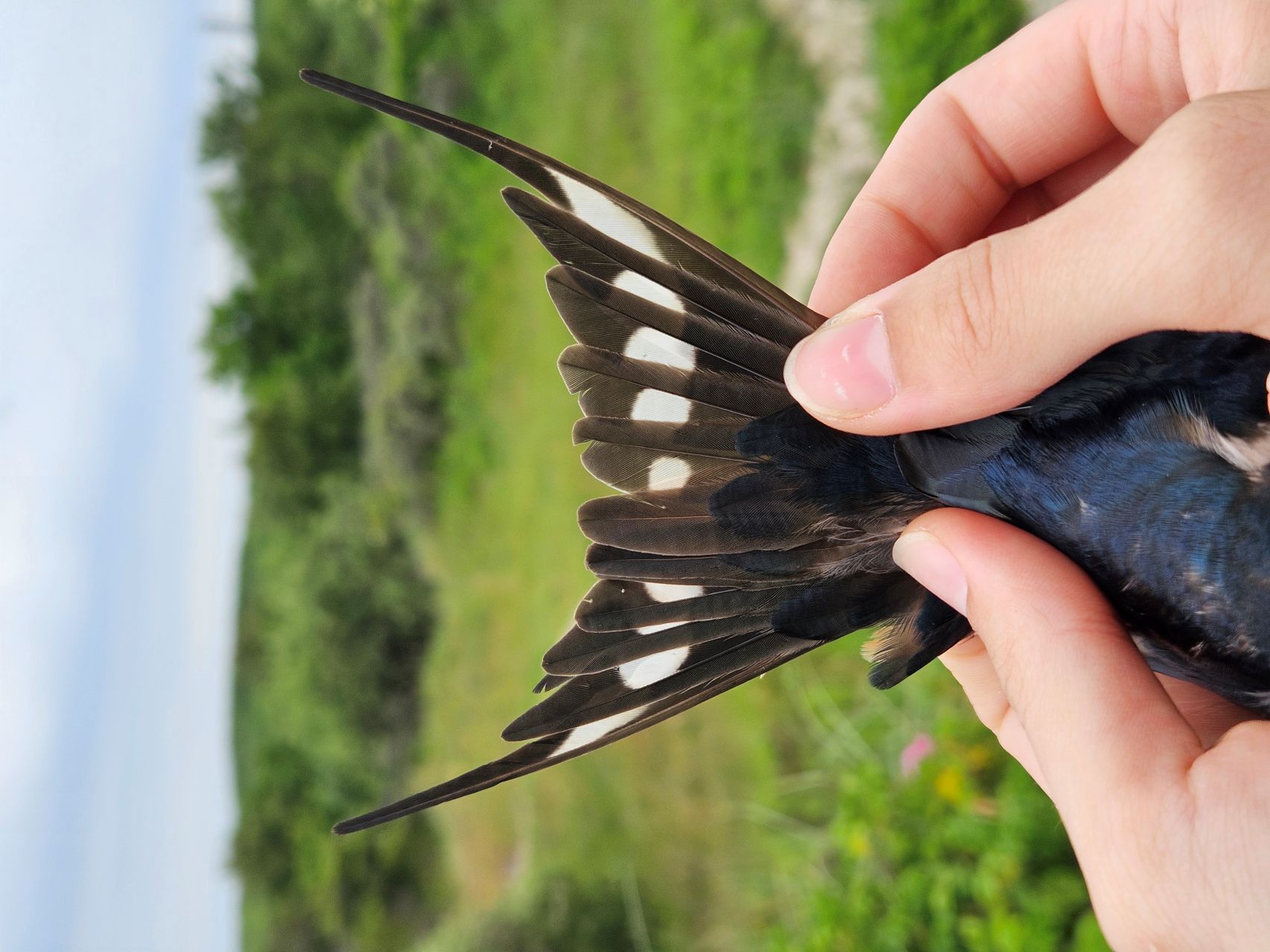 2026 06 20 Blog pictures Nightjar Sparrows and Swallow 4