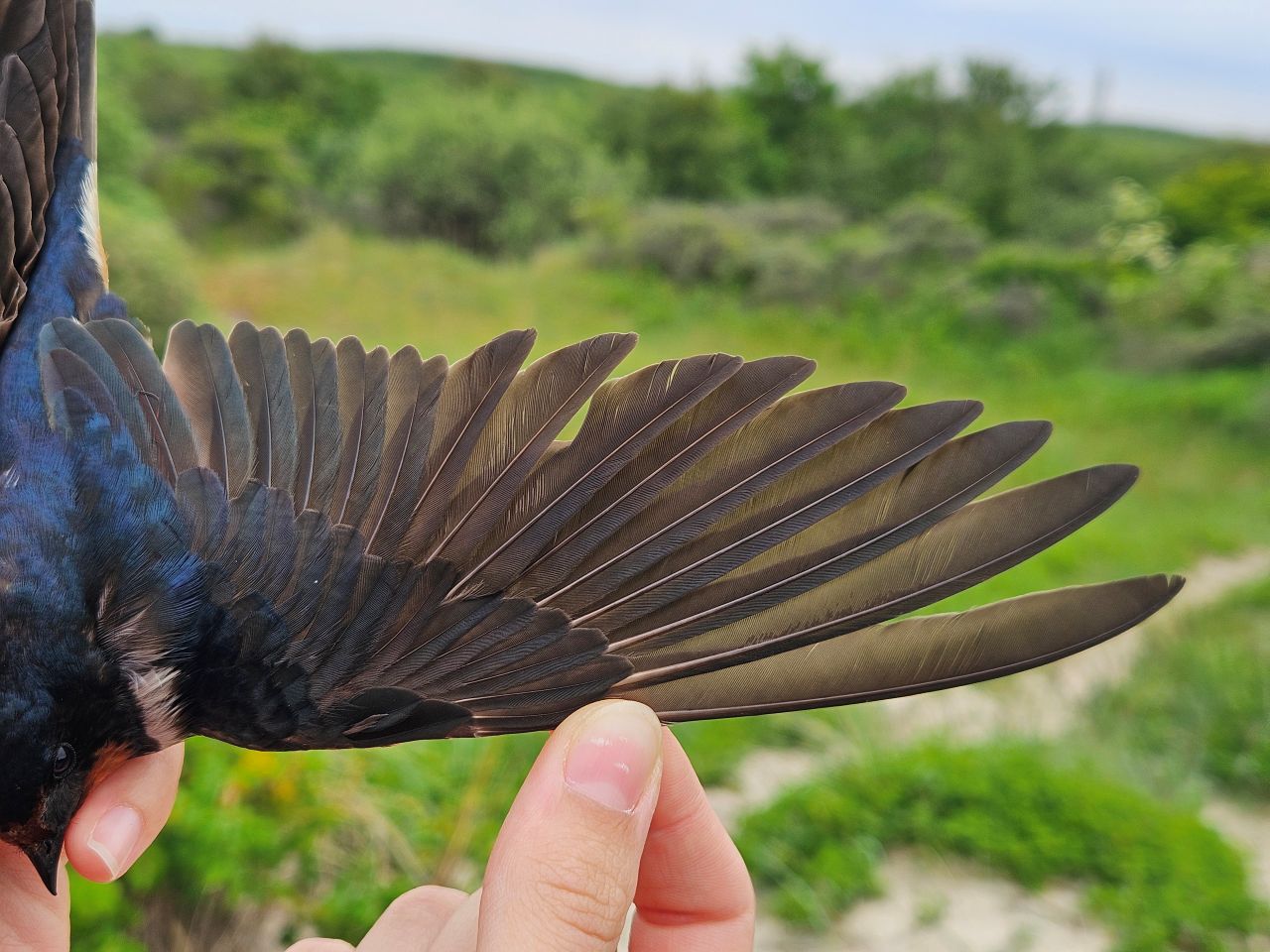 2026 06 20 Blog pictures Nightjar Sparrows and Swallow 5