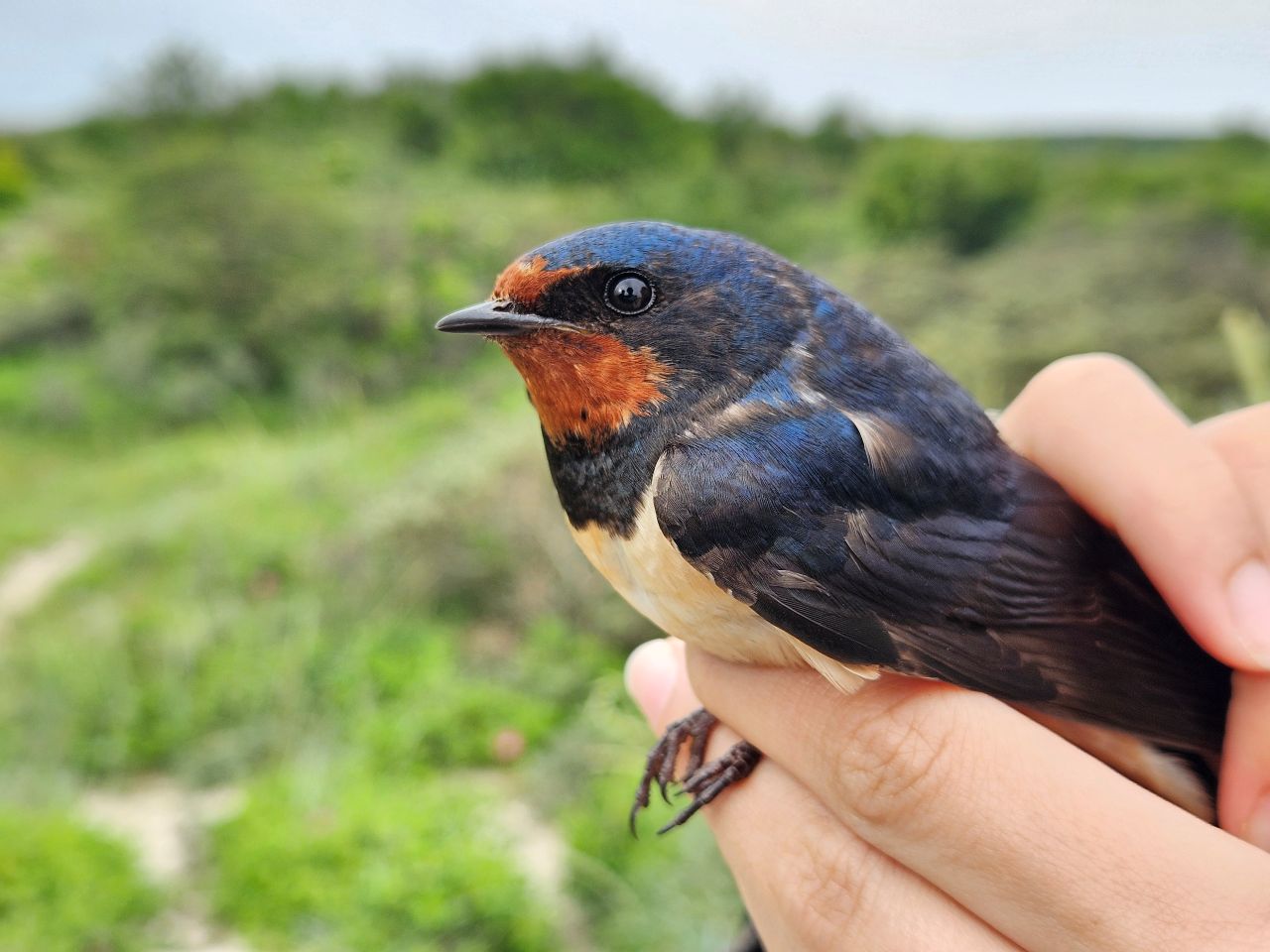 2026 06 20 Blog pictures Nightjar Sparrows and Swallow 7