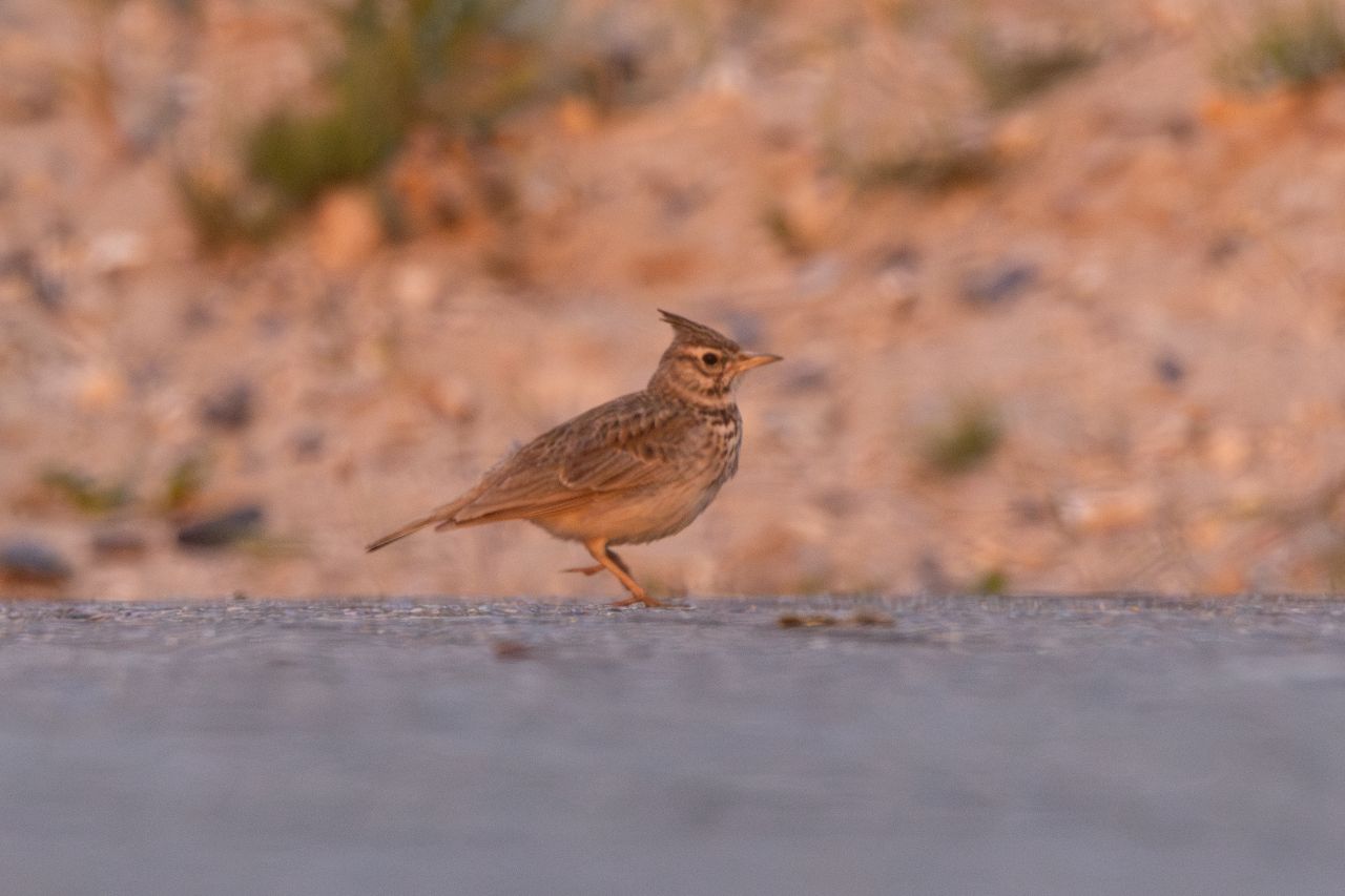 2026 06 27 Crested Swallow 1