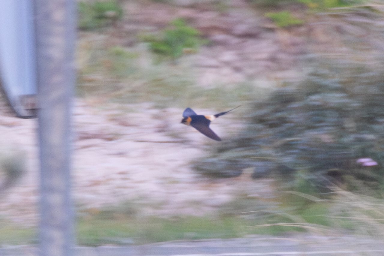 2026 06 27 Crested Swallow 2