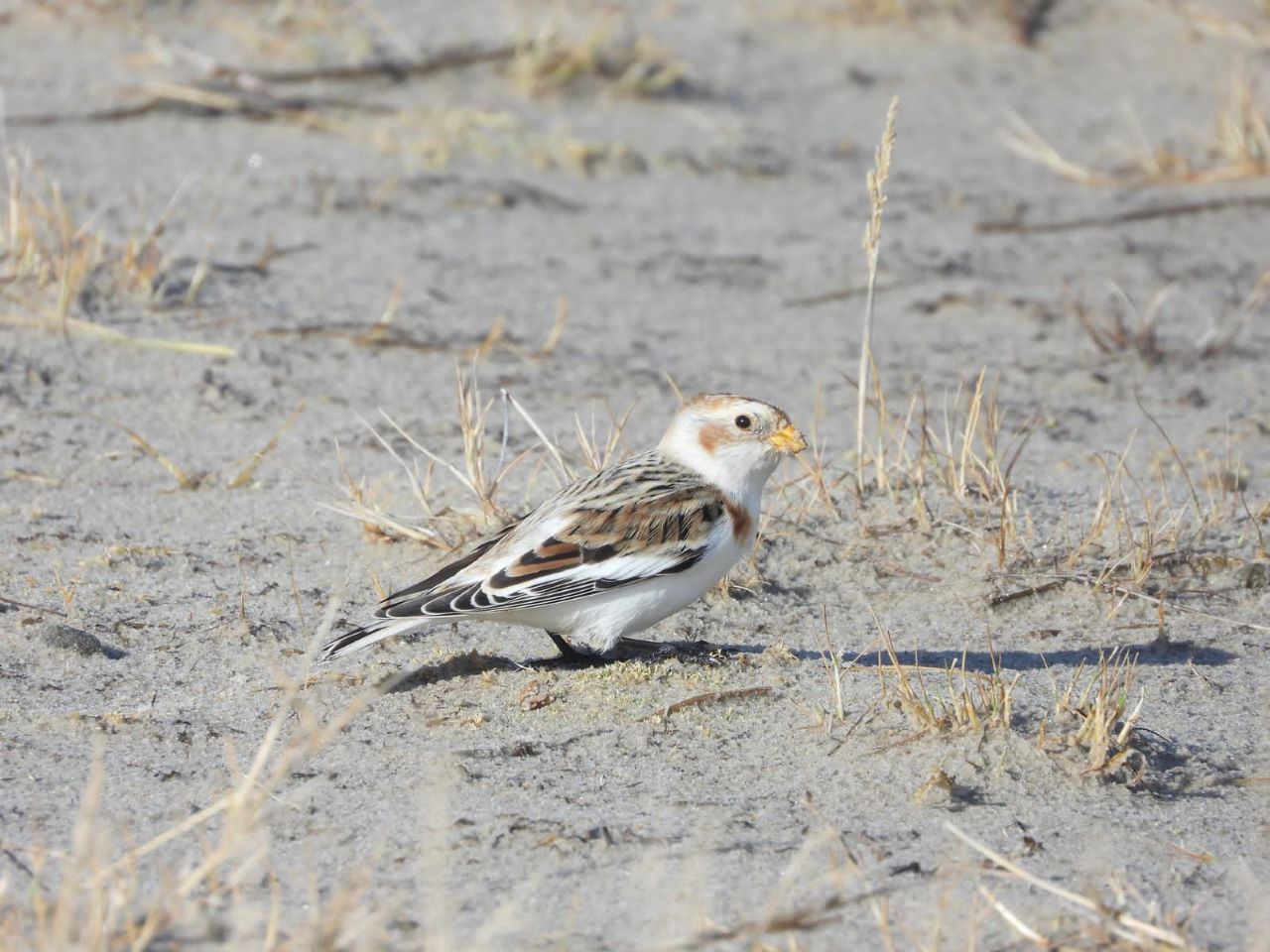 20260304Snowbunting.jpg