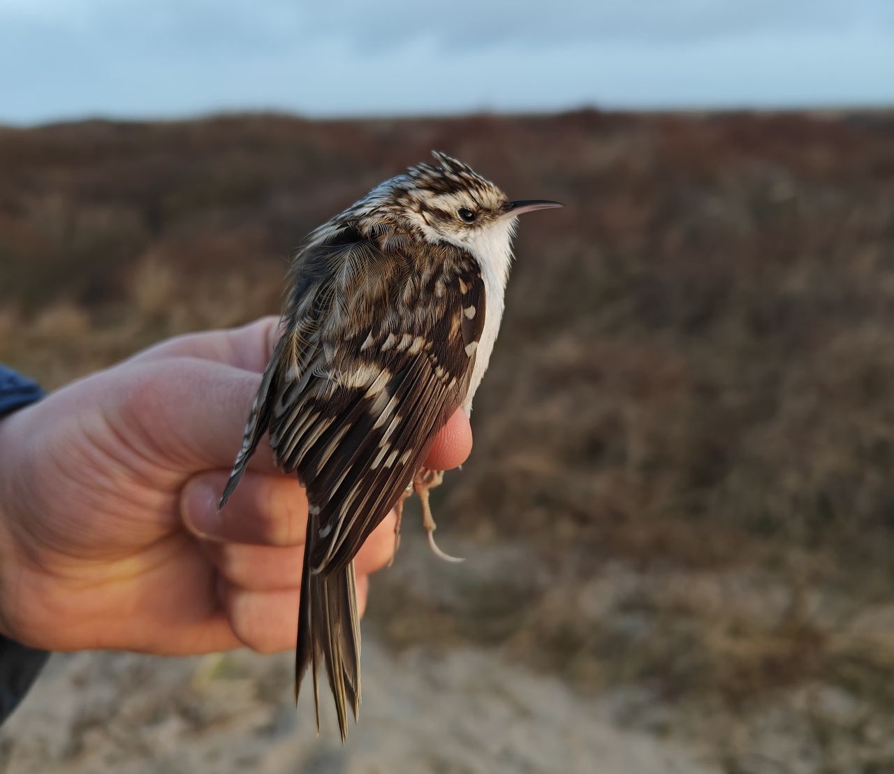 20260329 Treecreaper