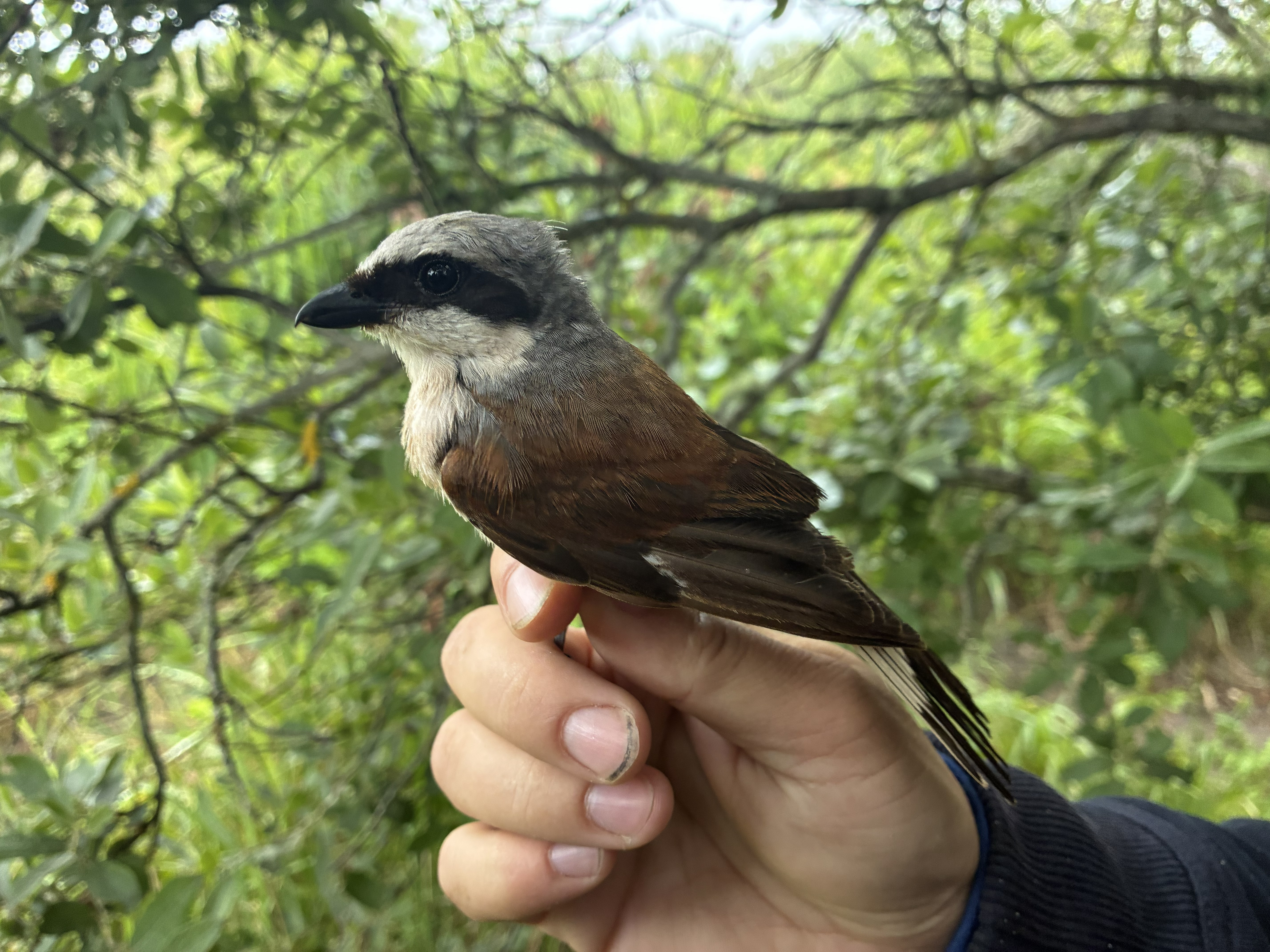 20260725-Red-backed_shrike.jpg
