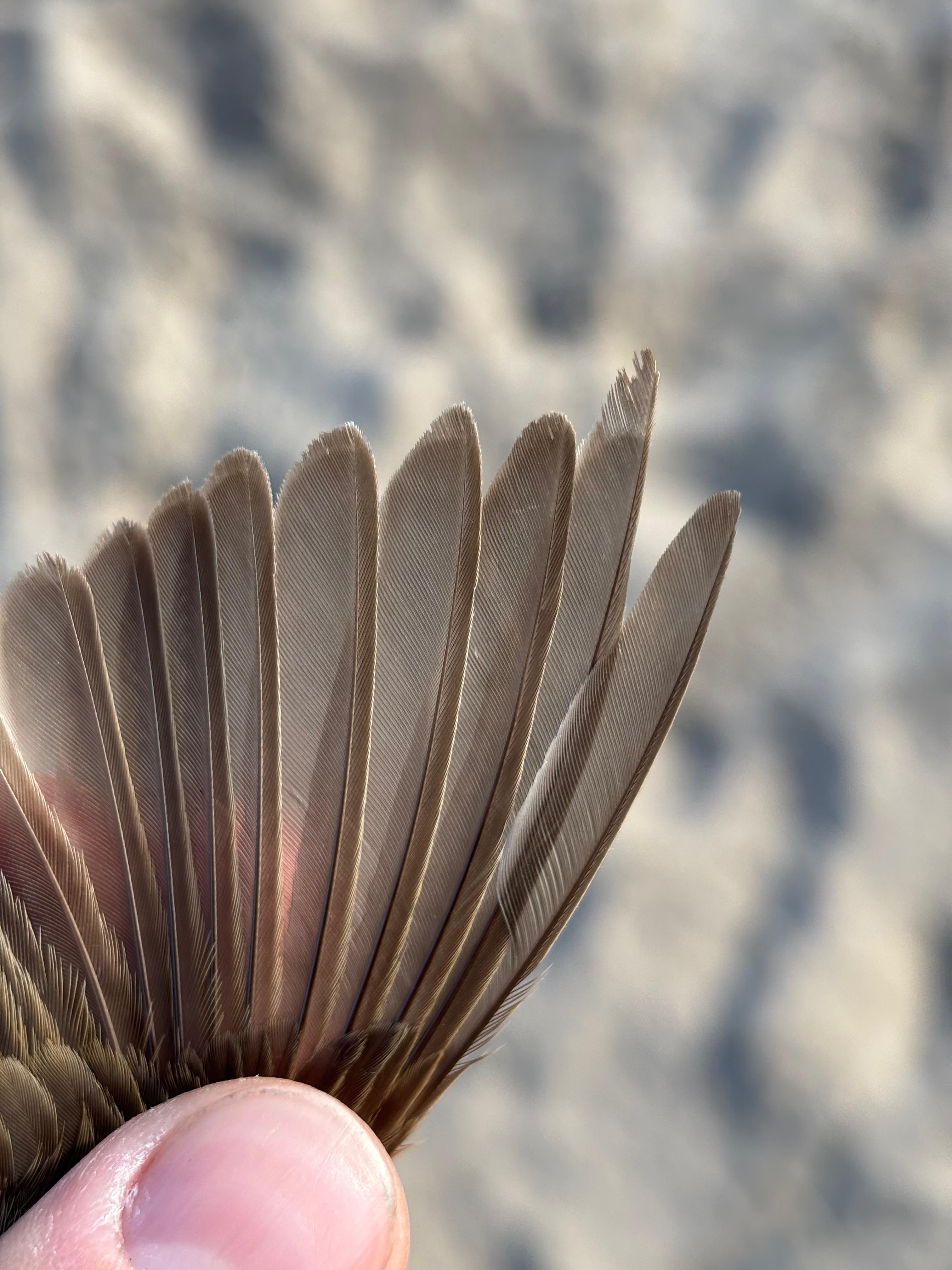 20260802-ReedWarbler.jpg