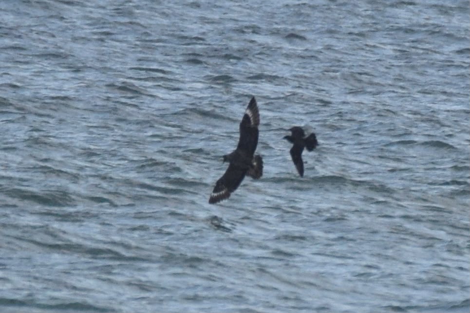 20260802-Skuas.jpg