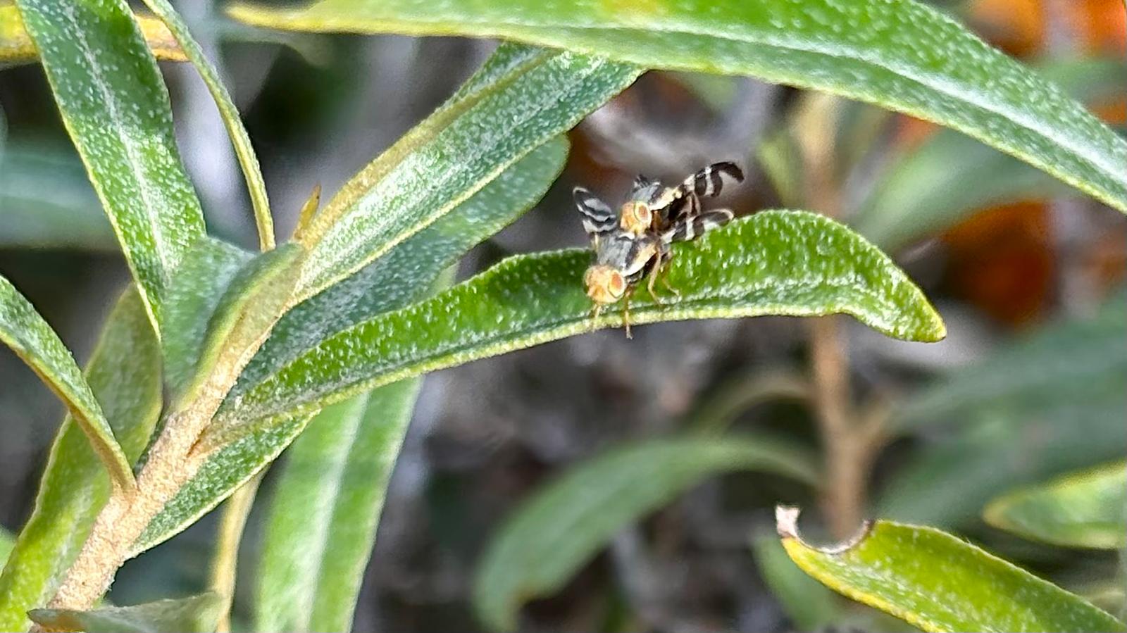20260809-Flies.jpg