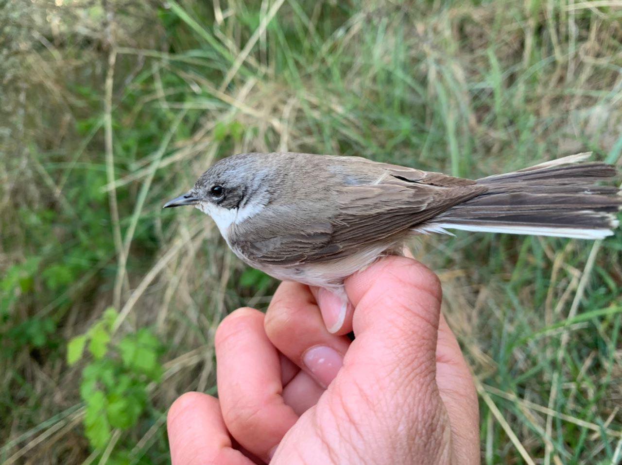 20th May Lesser Whitethroat