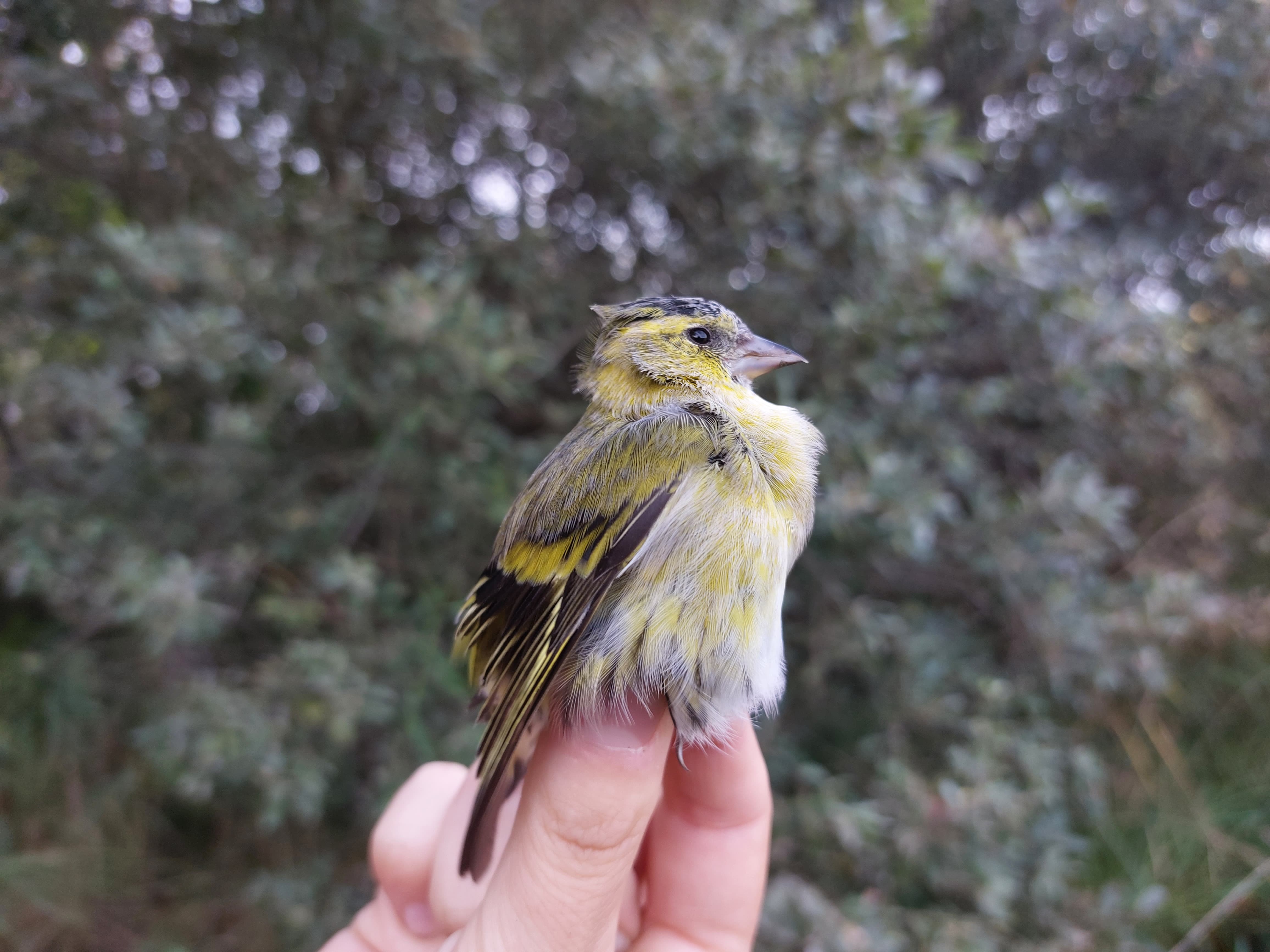 21.09.23 Siskin 1cy M