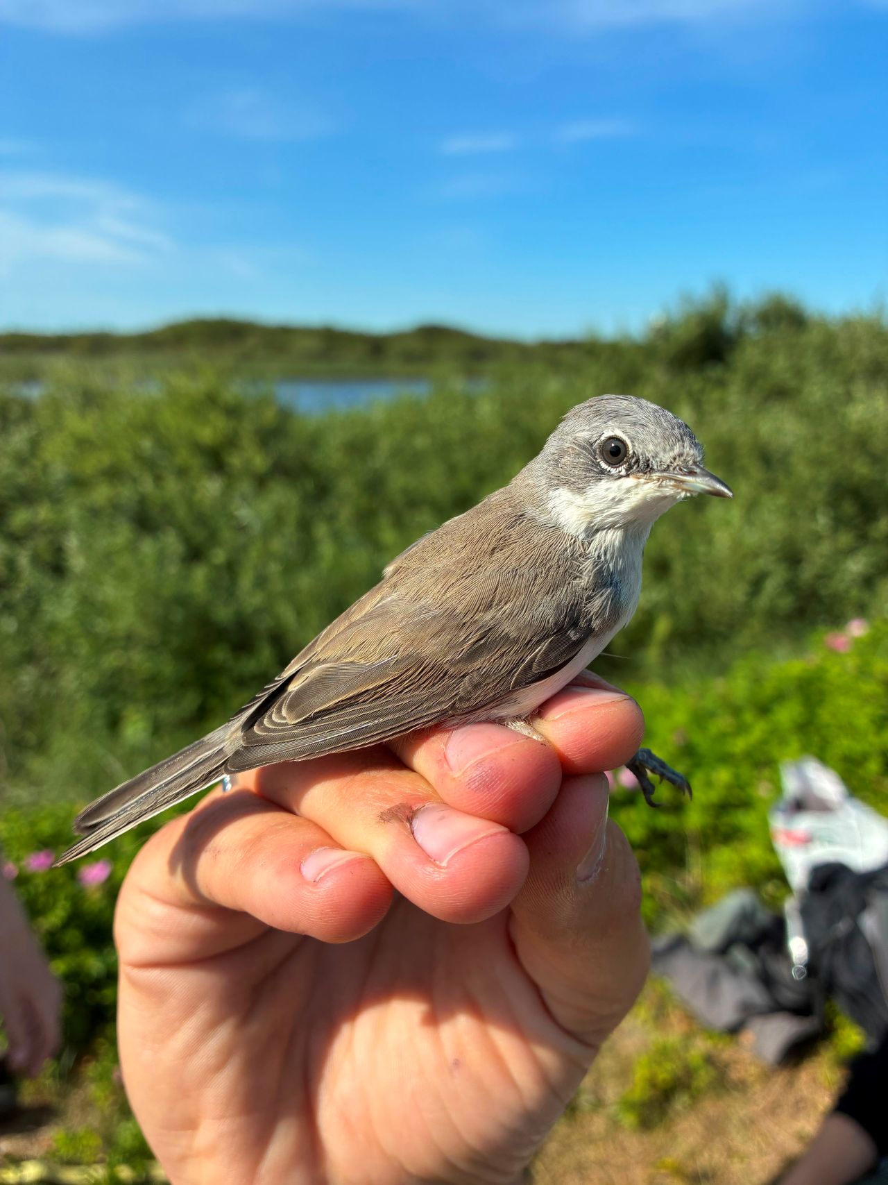 2107-CommonWhitethroat.jpg