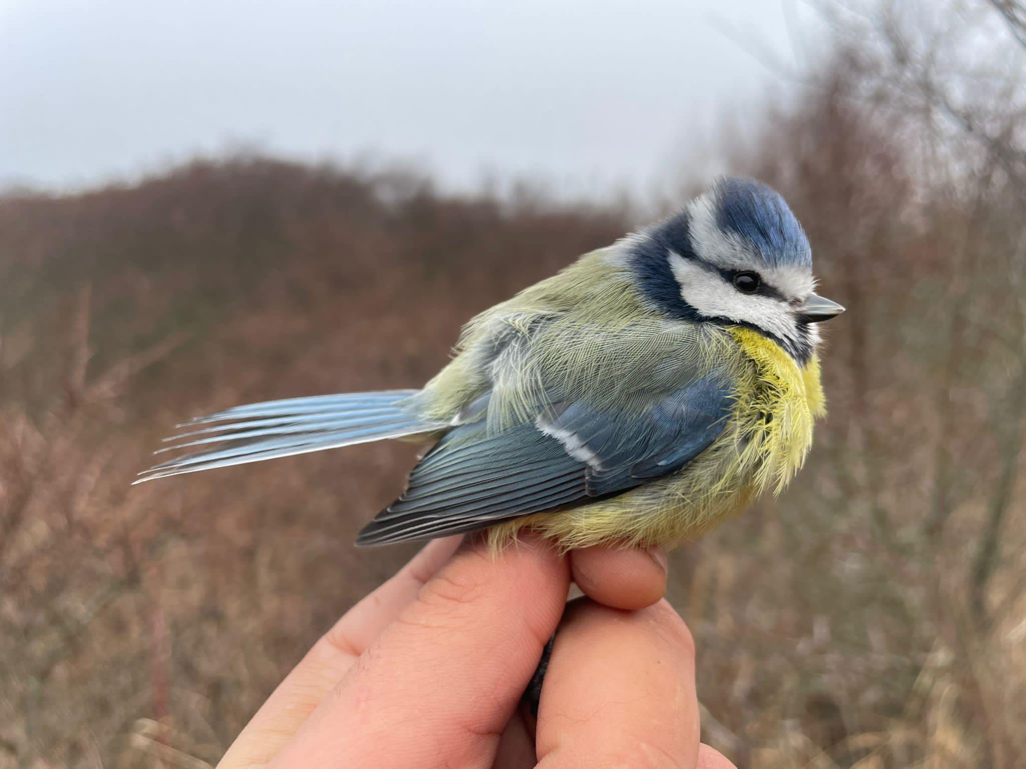 21st March Norwegian Blue tit 3