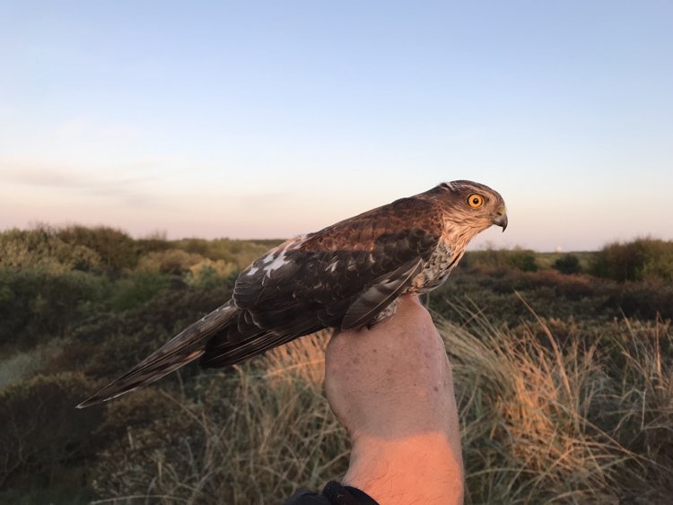 21st May Sparrowhawk