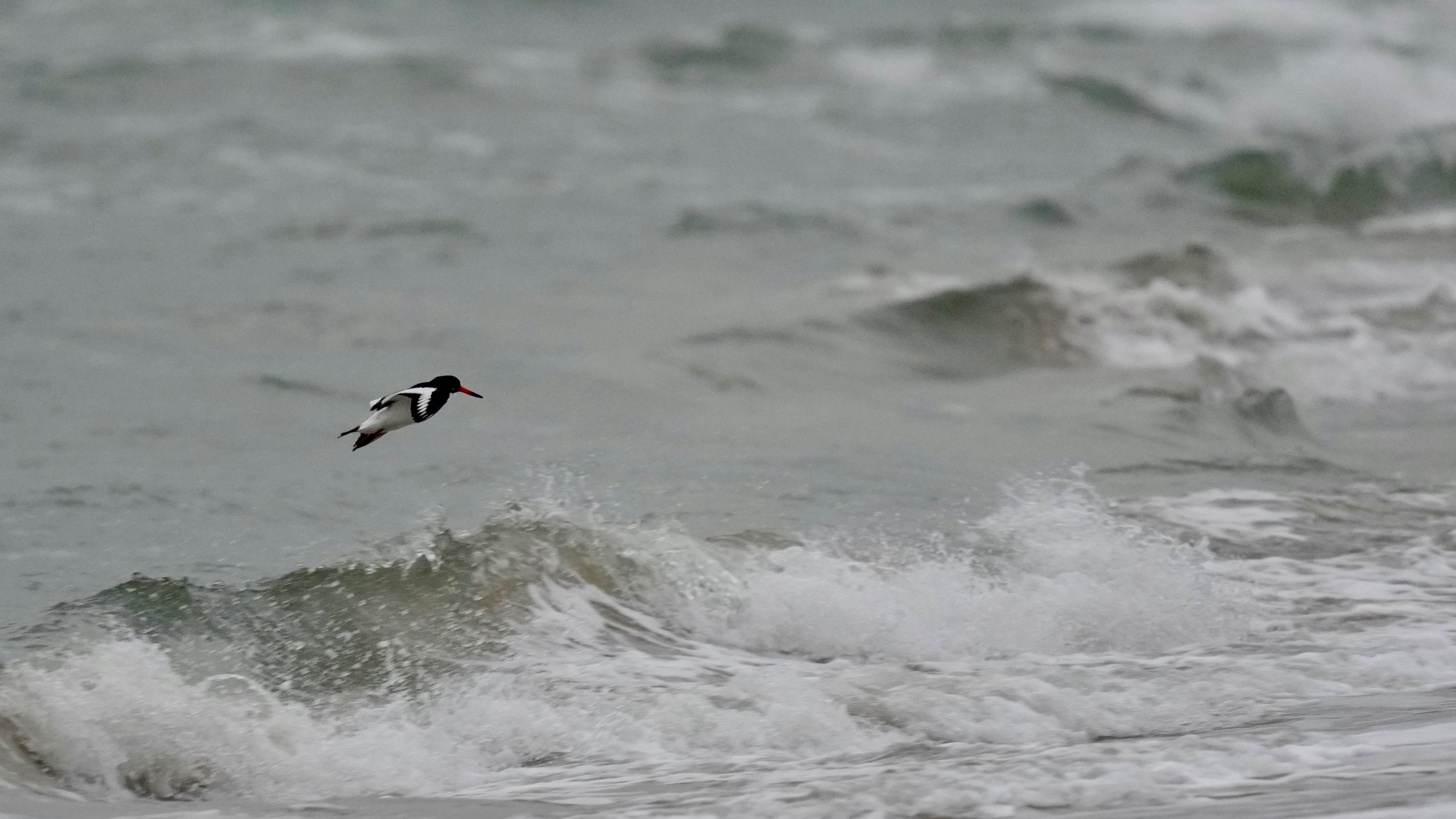 22-11-24_Oystercatcher_Soren_Leth-Nissen.jpg