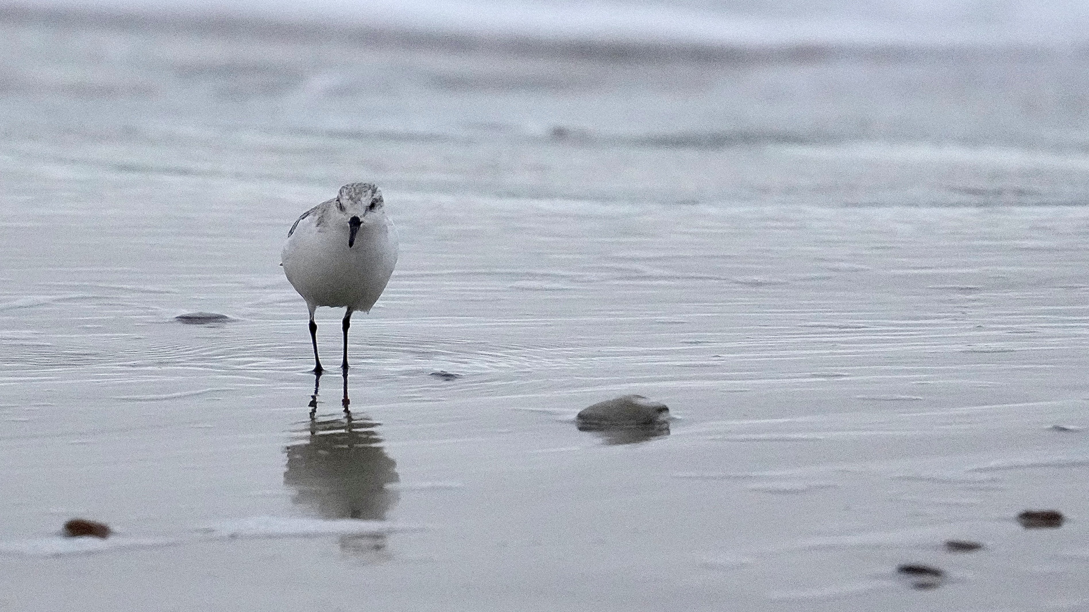 22-11-24_Sanderling_Soren_Leth-Nissen.jpg