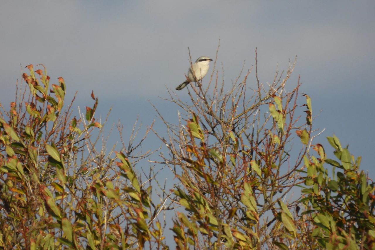 220929_Great_Grey_Shrike.jpg