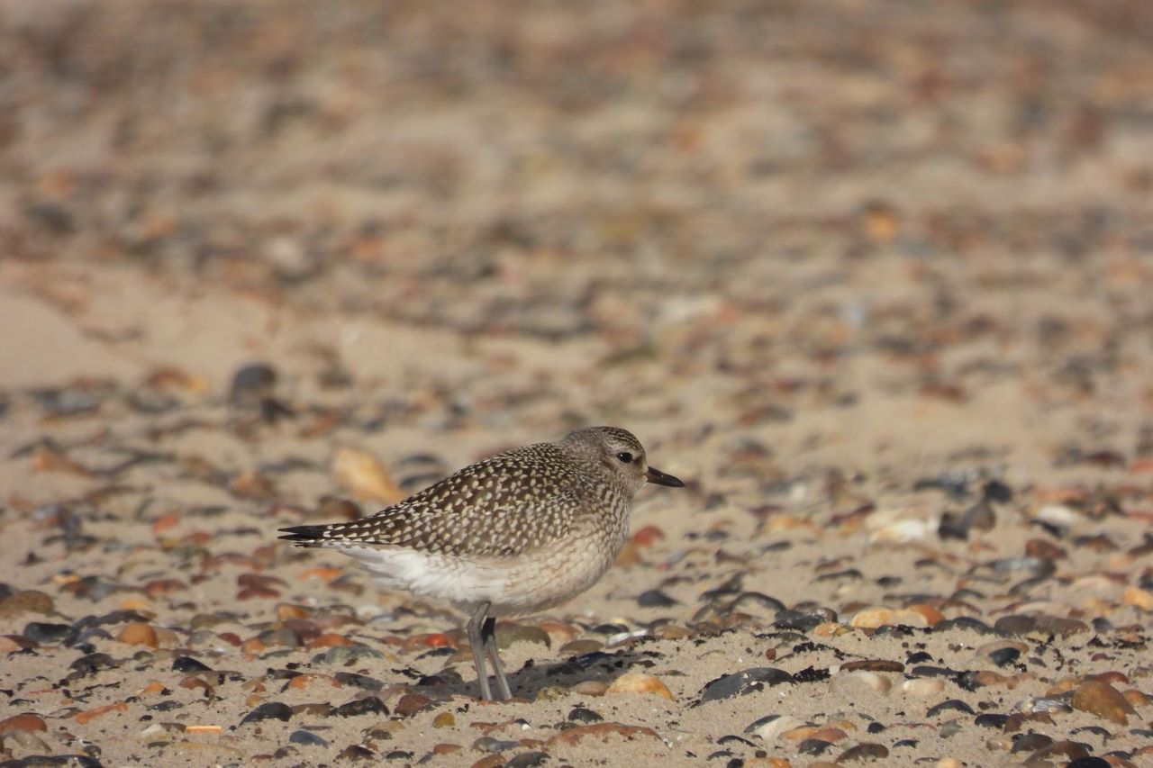 220929_Grey_Plover_Grenen.jpg