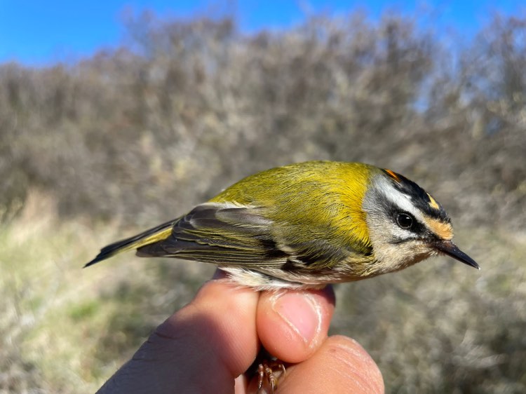 22nd April Firecrest