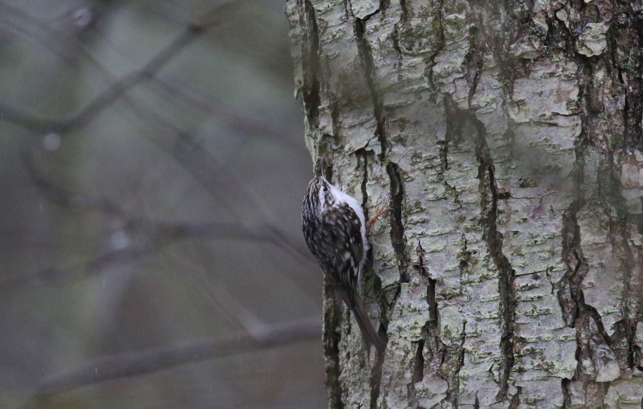 22nd March Yehonatan Treecreeper