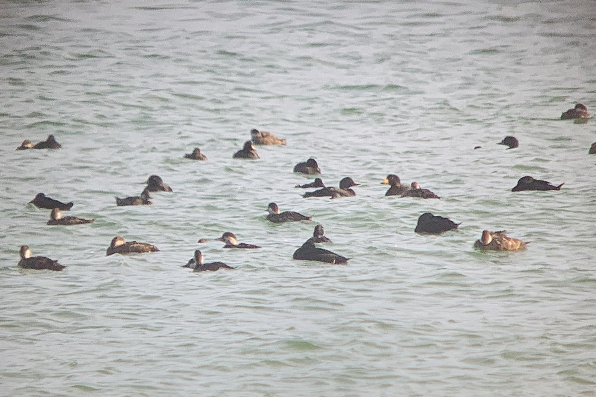 23.08.23 American Scoter